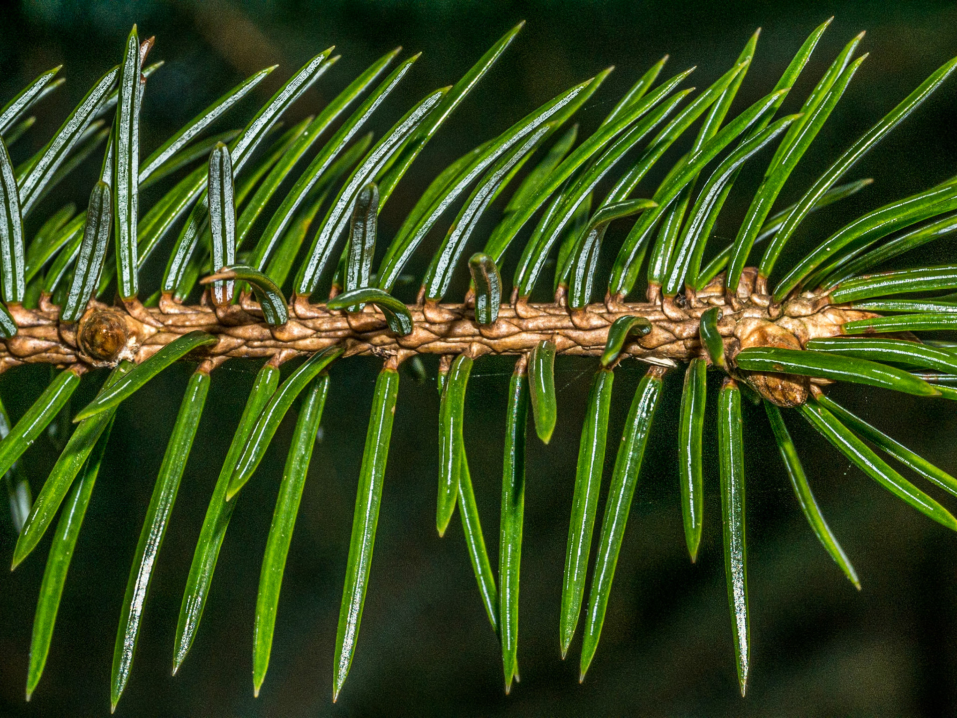 Tibradden Forest, Co Dublin, 10 Mar 2015