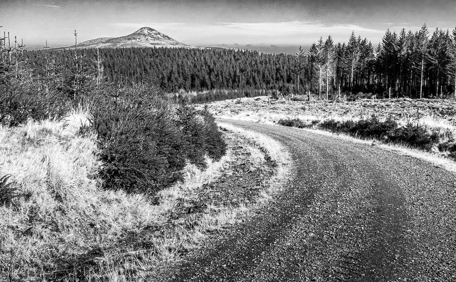 Djouce Woods, 13 Mar 2015