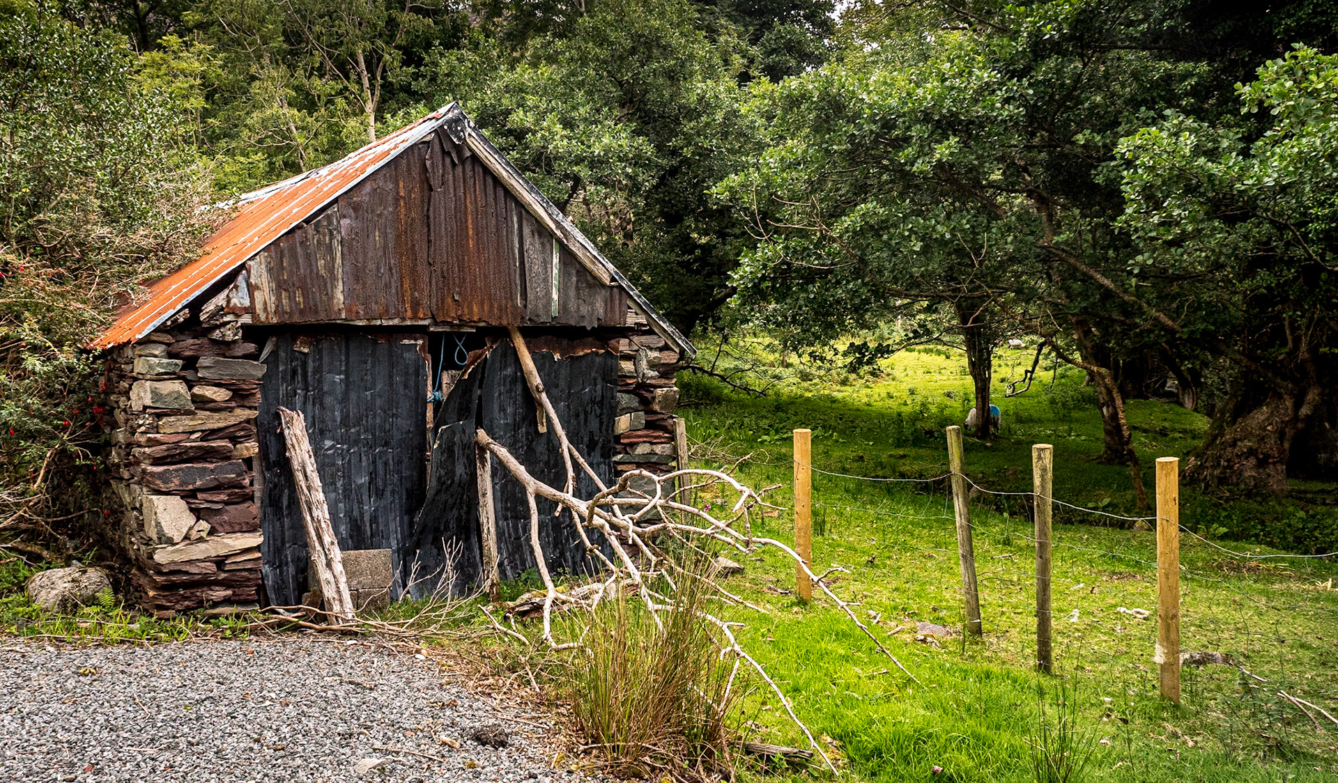 Near Killary Harbour, Co Mayo, 29 Jul 2020