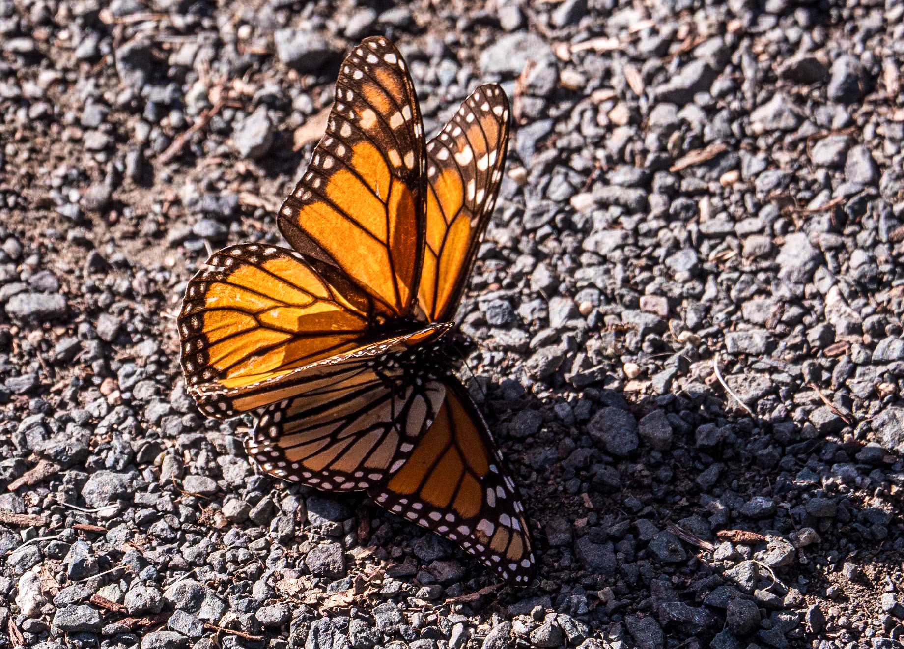 Monarch Butterfly Grove, Pismo Beach, California, 25 Jan 2024