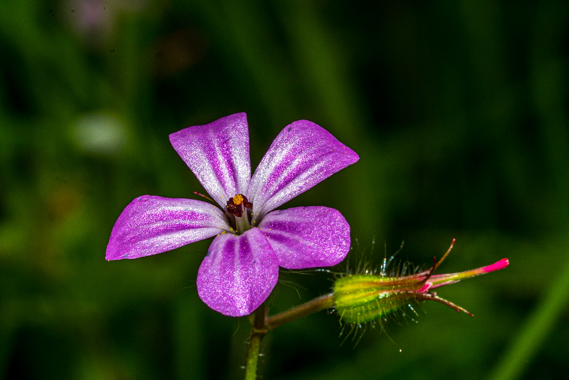 Devil's Glen, Co Wicklow, 15 Jun 2016
