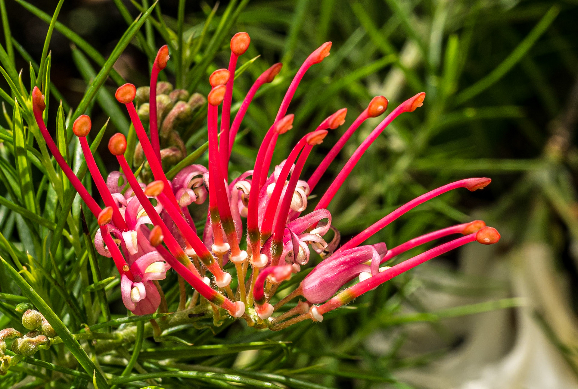 Altamont Gardens, Co Carlow, 18 Jun 2015