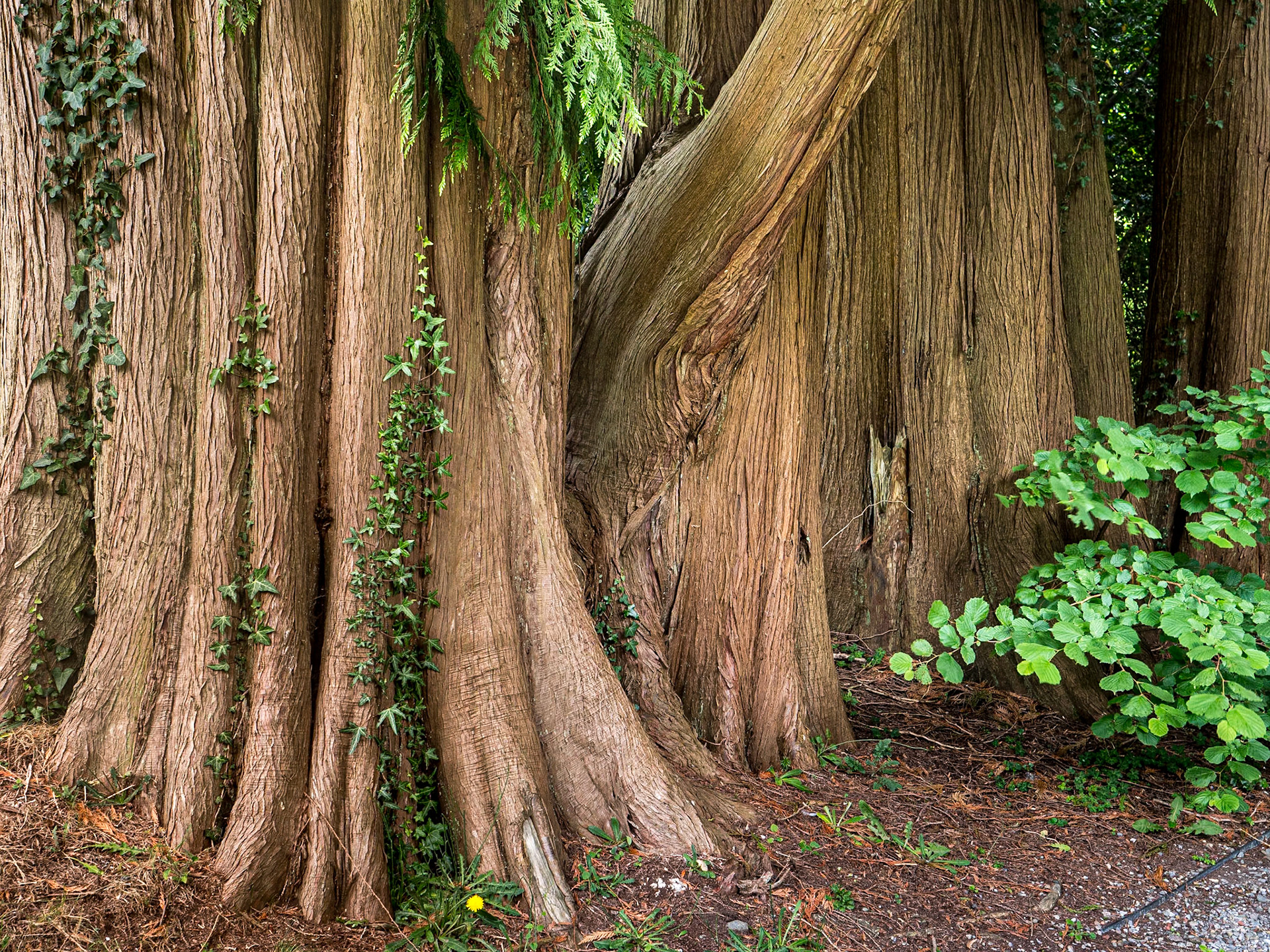 Woodstock Gardens, Co Kilkenny, 3 Jul 2025