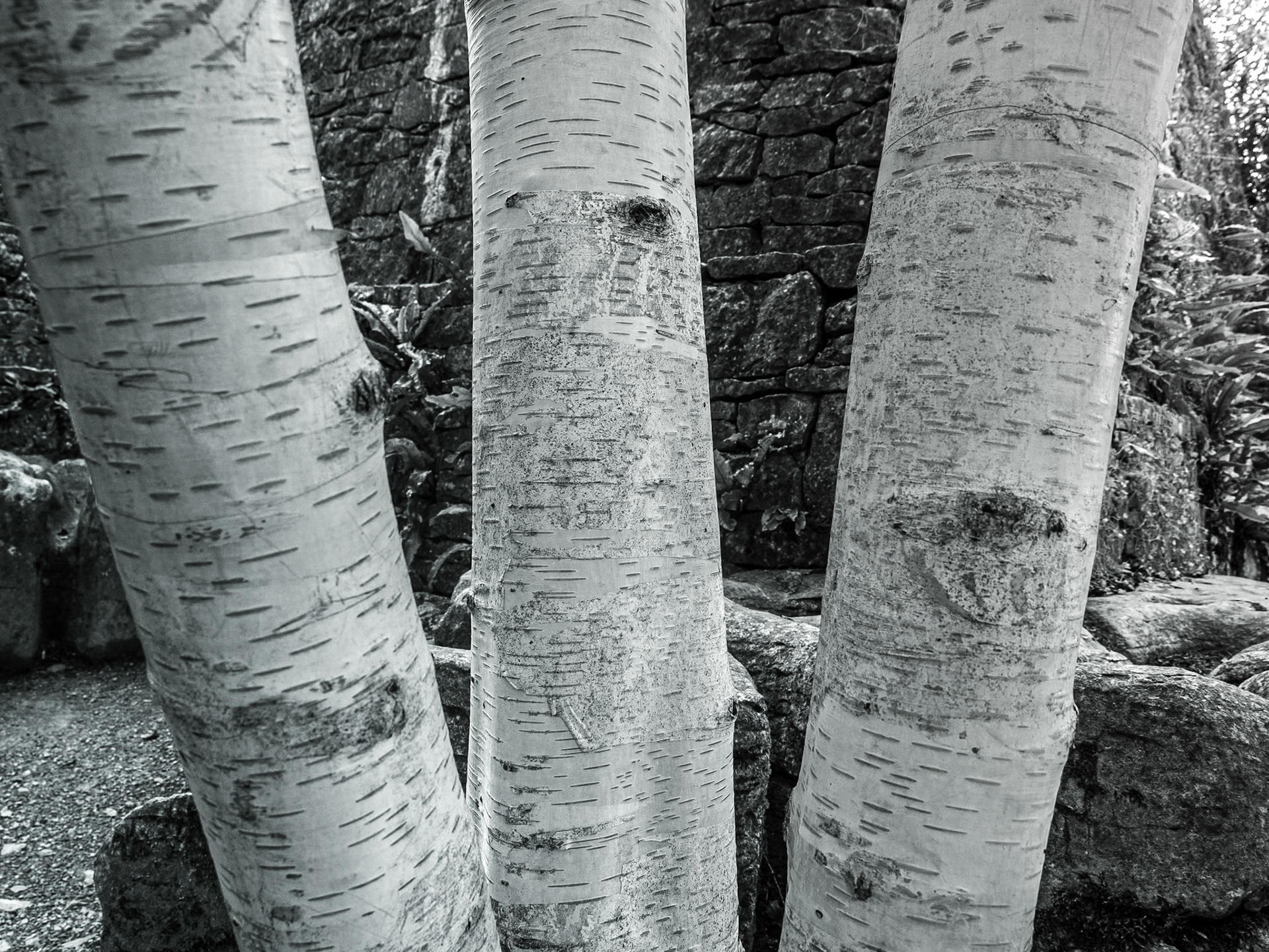 National Stud Gardens, Kildare, 20 Sep 2016