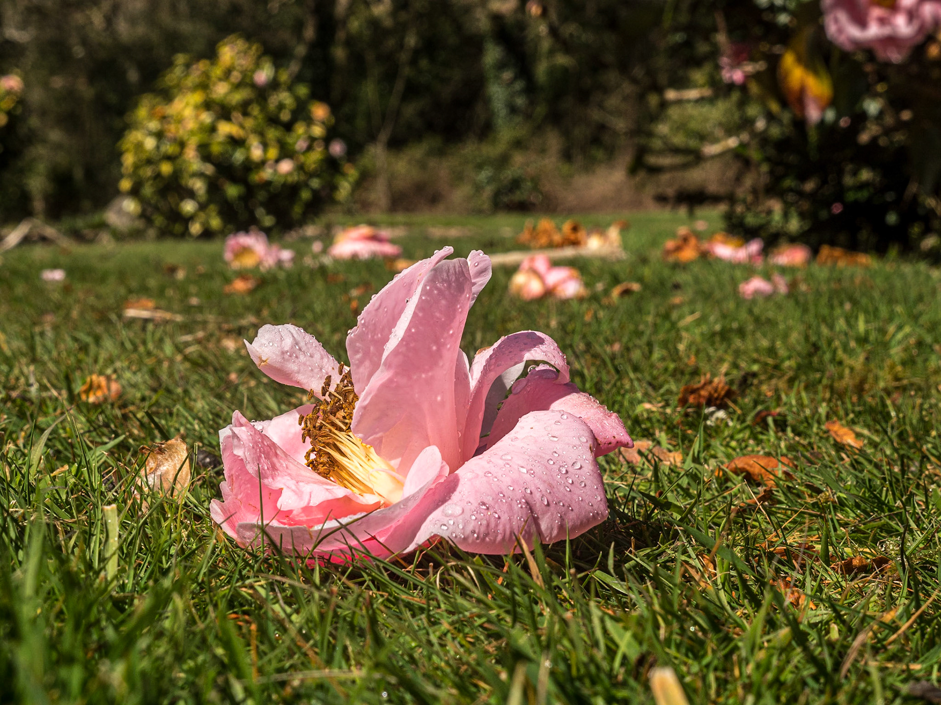 John F Kennedy Arboretum, Co Wexford, 6 Apr 2022
