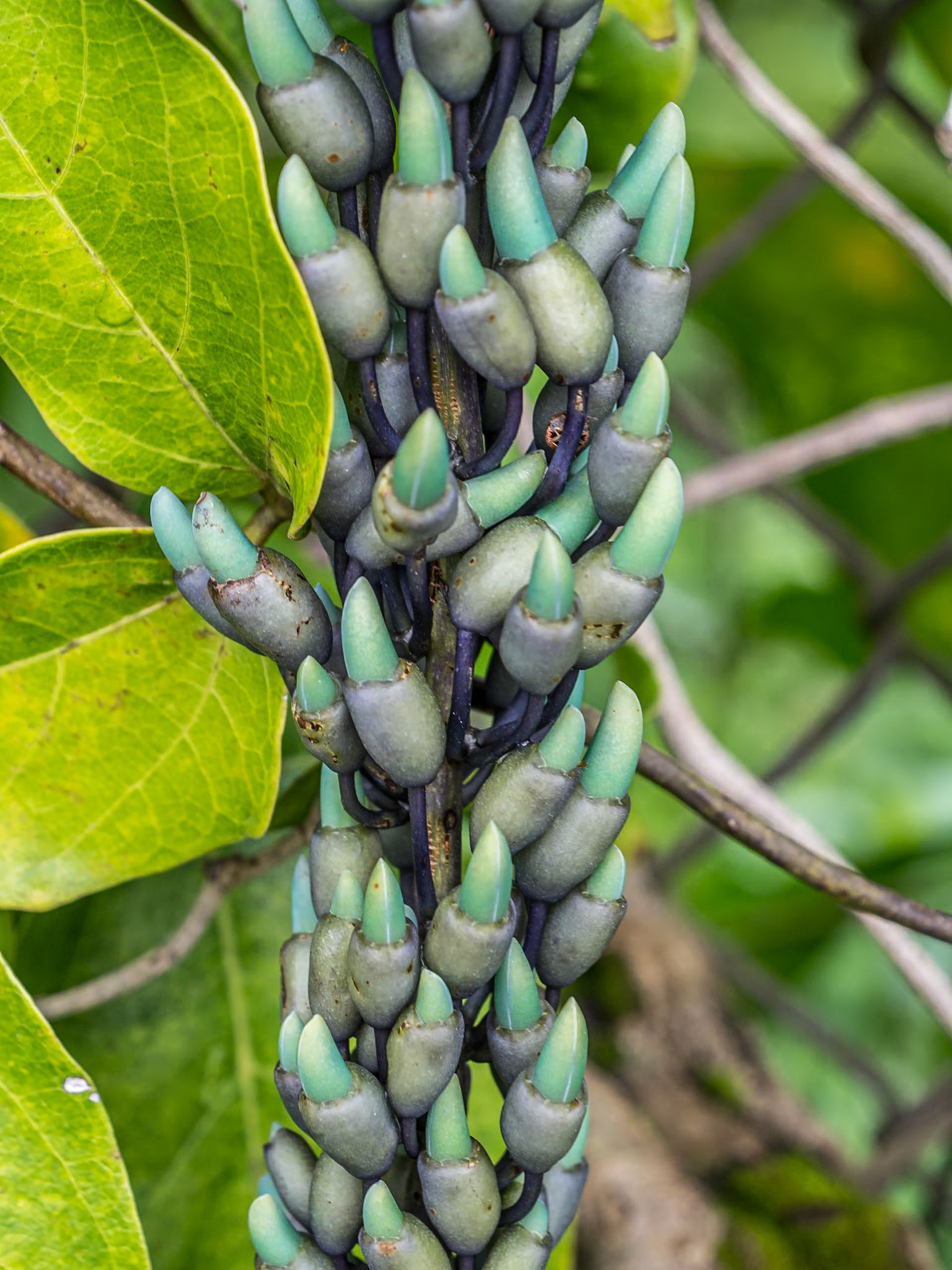 Jade Vine, Wahiawa Botanical Garden, O'ahu, Hawaii, 29 Jan 2024