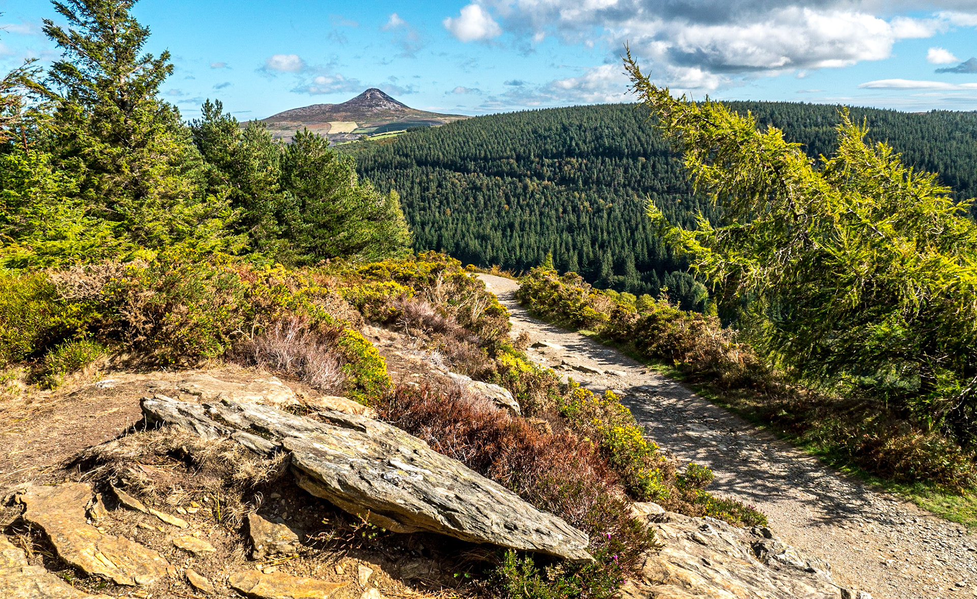 Crone Wood walk, Co Wicklow, 26 Sep 2018