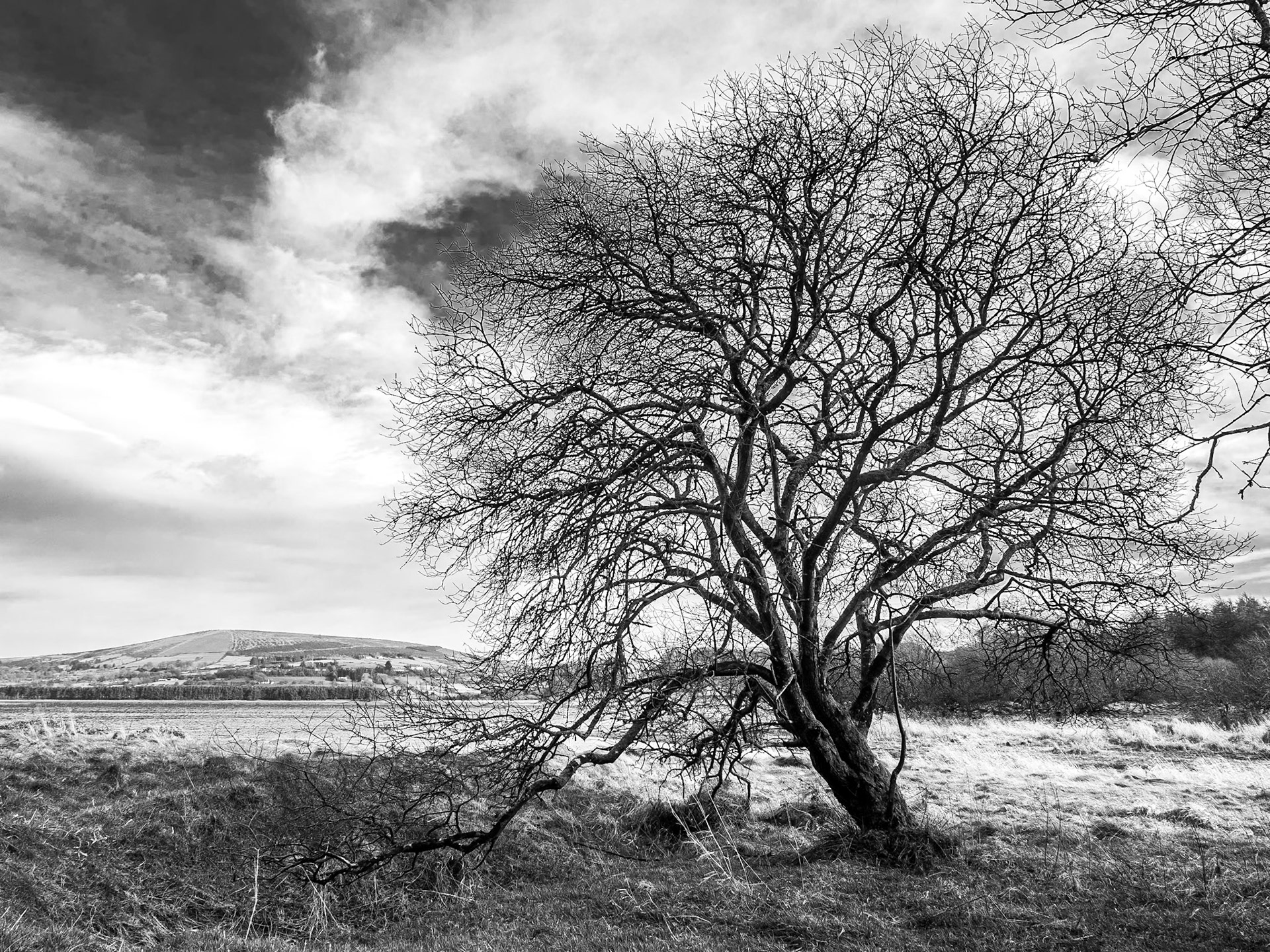 Walk beside Blessington lakes, Co Wicklow, 6 Mar 2015
