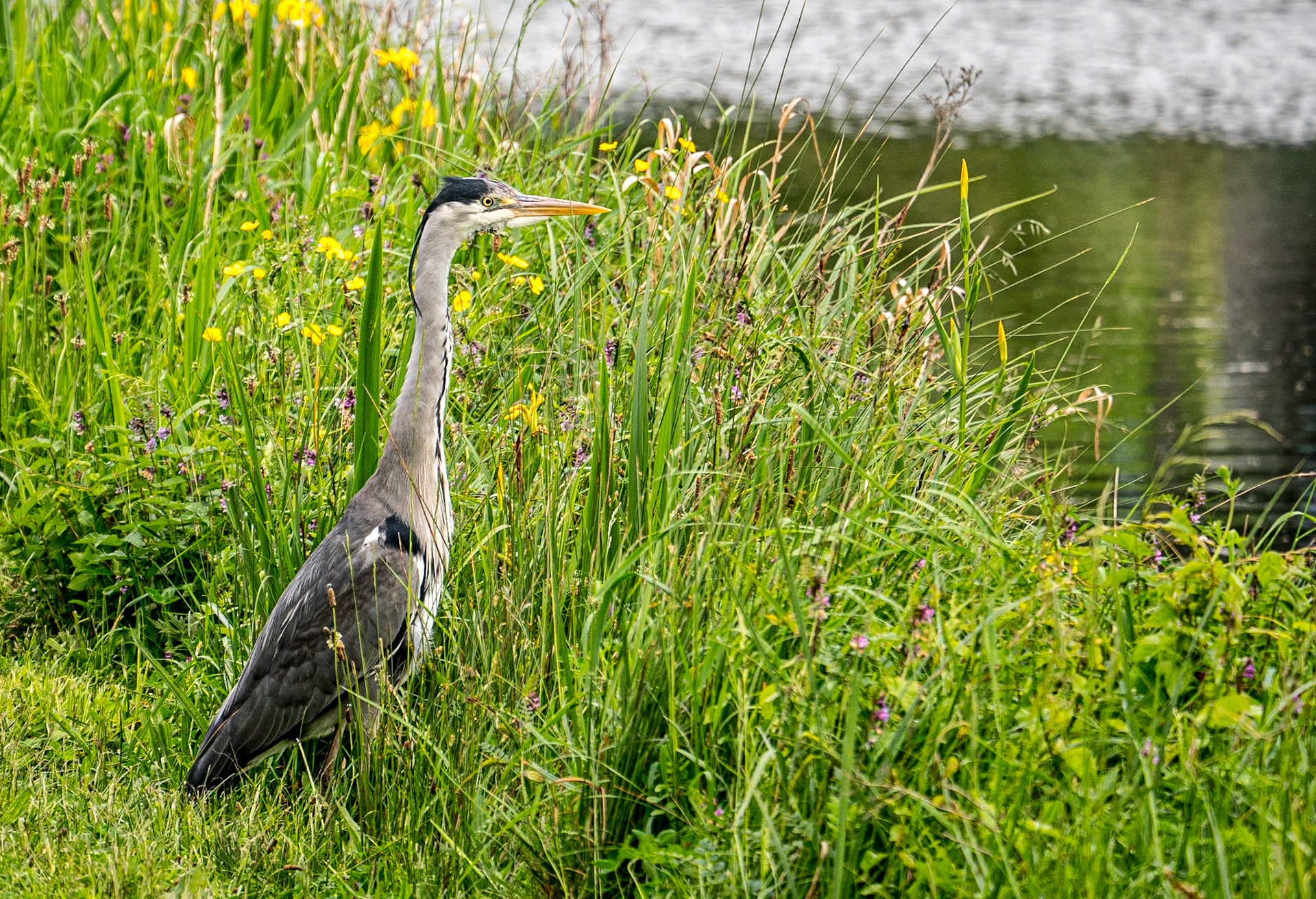 Heron, Grand Canal near Sallins, Co Kildare, 22 May 2024