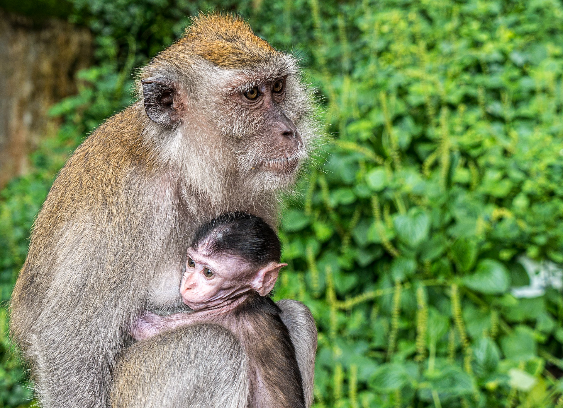 Long-tailed macaques, Batu Caves, Kuala Lumpur, 31 May 2017