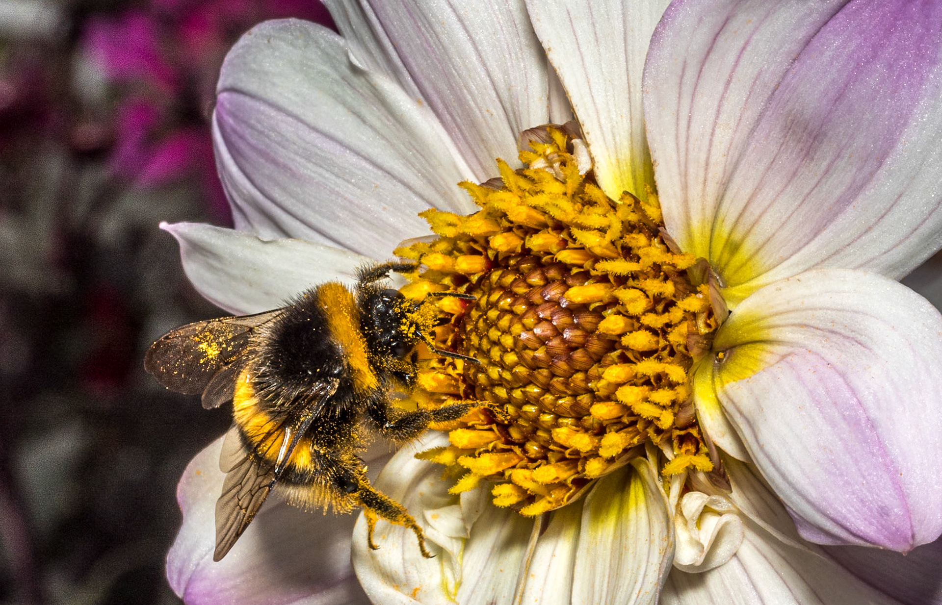 Walled garden, Phoenix Park, 18 Aug 2019