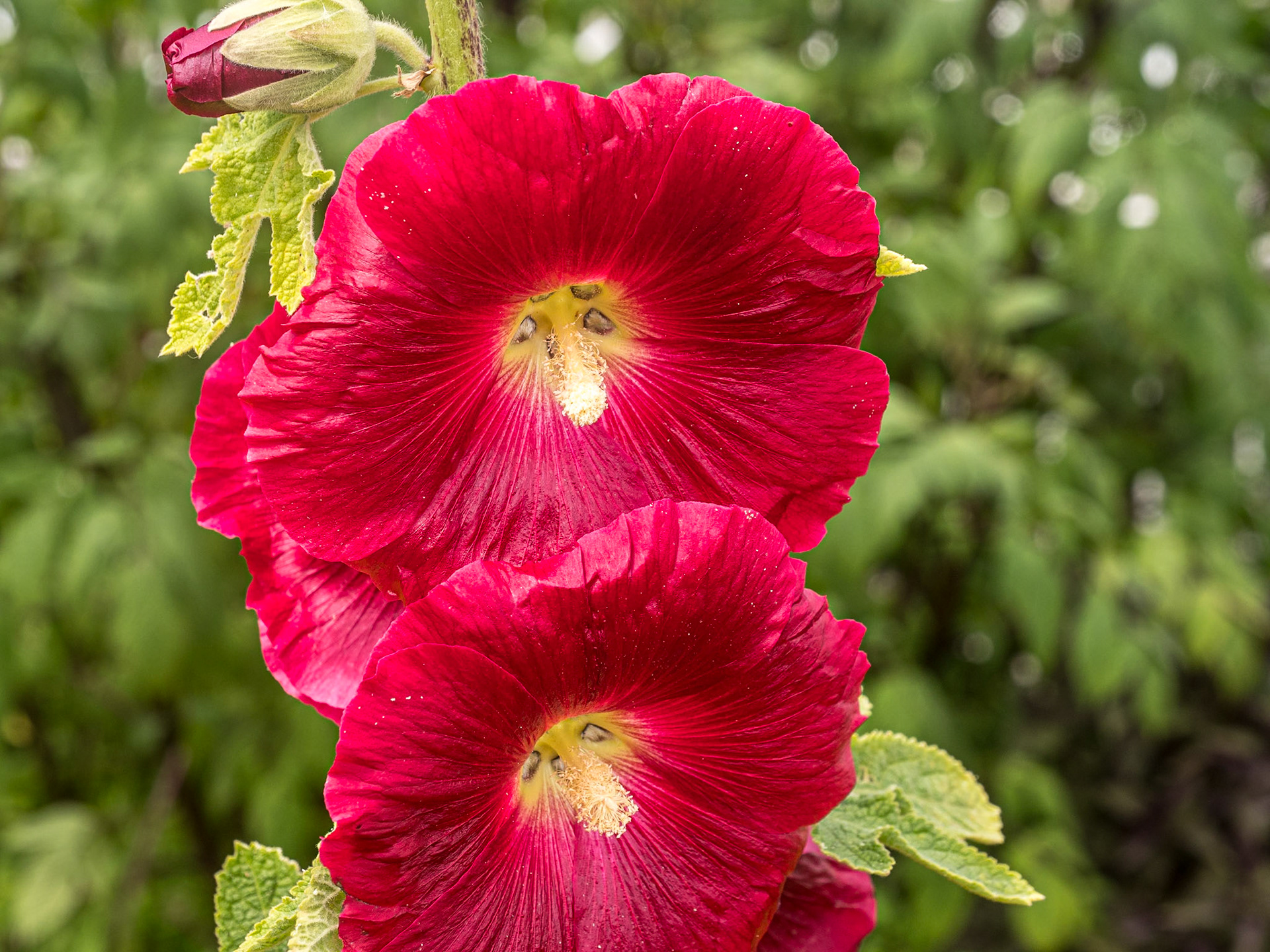 Mount Congreve Gardens, Co Waterford, 5 Jul 2025