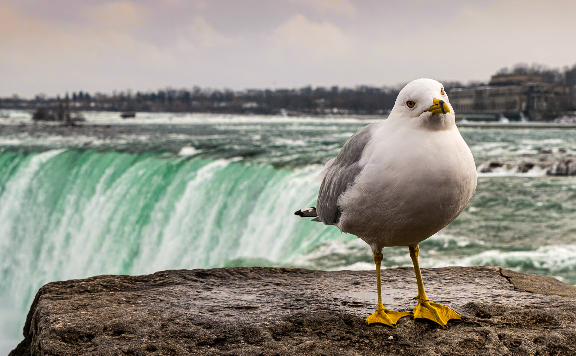 Seagull at the Horseshoe Falls, Niagara, 7 Mar 2018