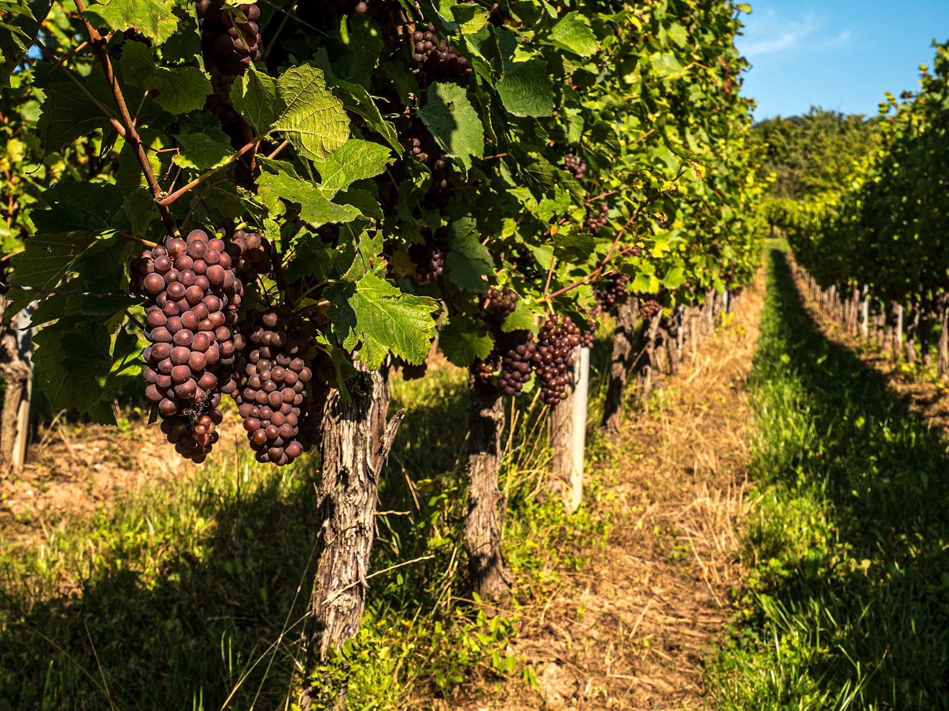 Beside Eglise Saint-Nicolas, Orschwihr, France