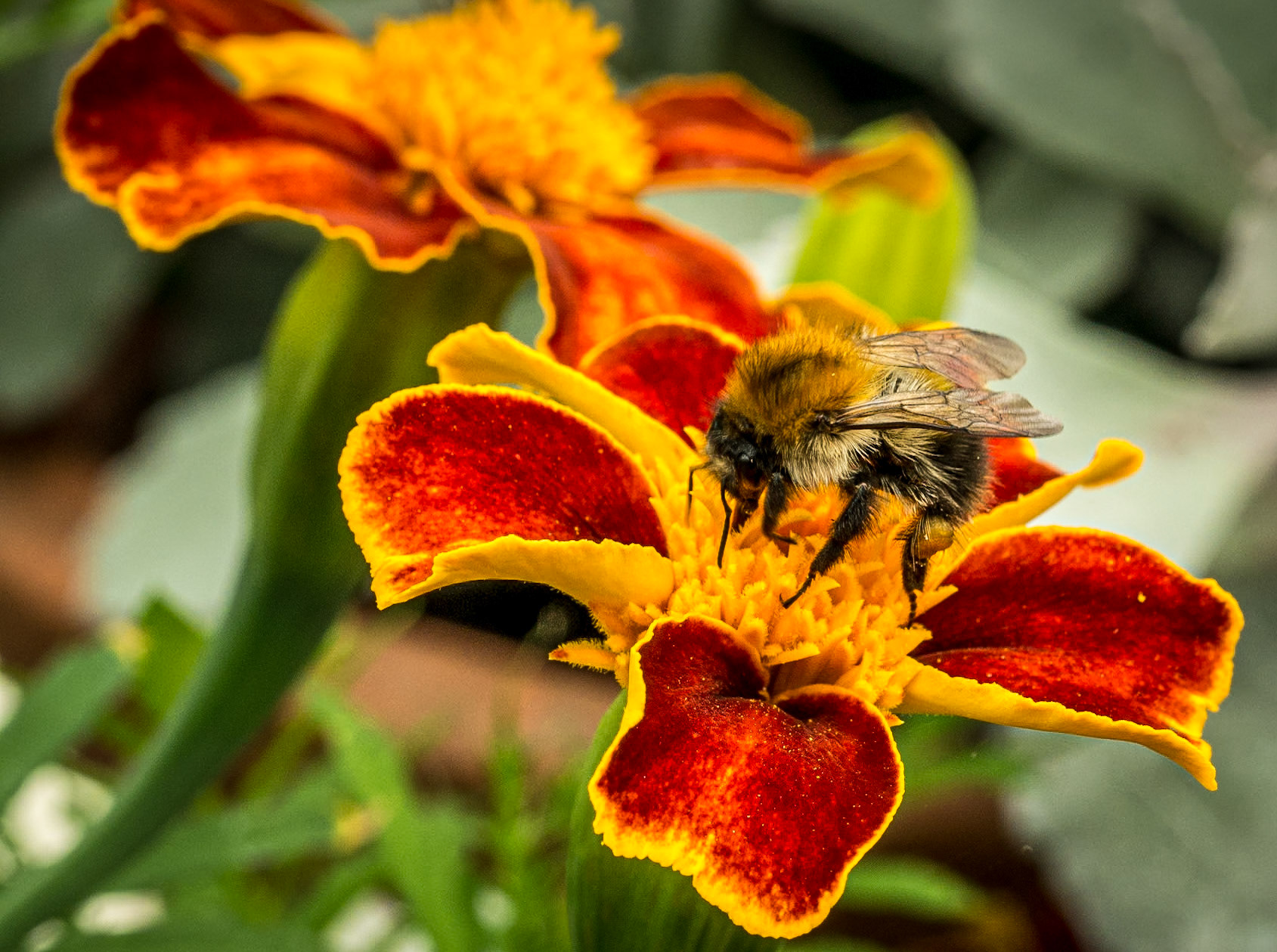 Birr Castle Demesne, Co Offaly, 3 Aug 2016