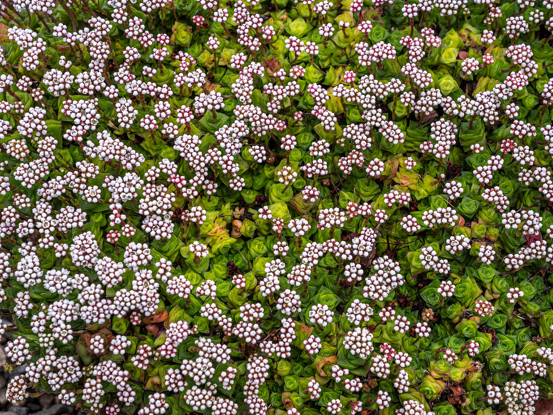 Crassula Socialis, Botanic Gardens, Dublin, 21 Mar 2023