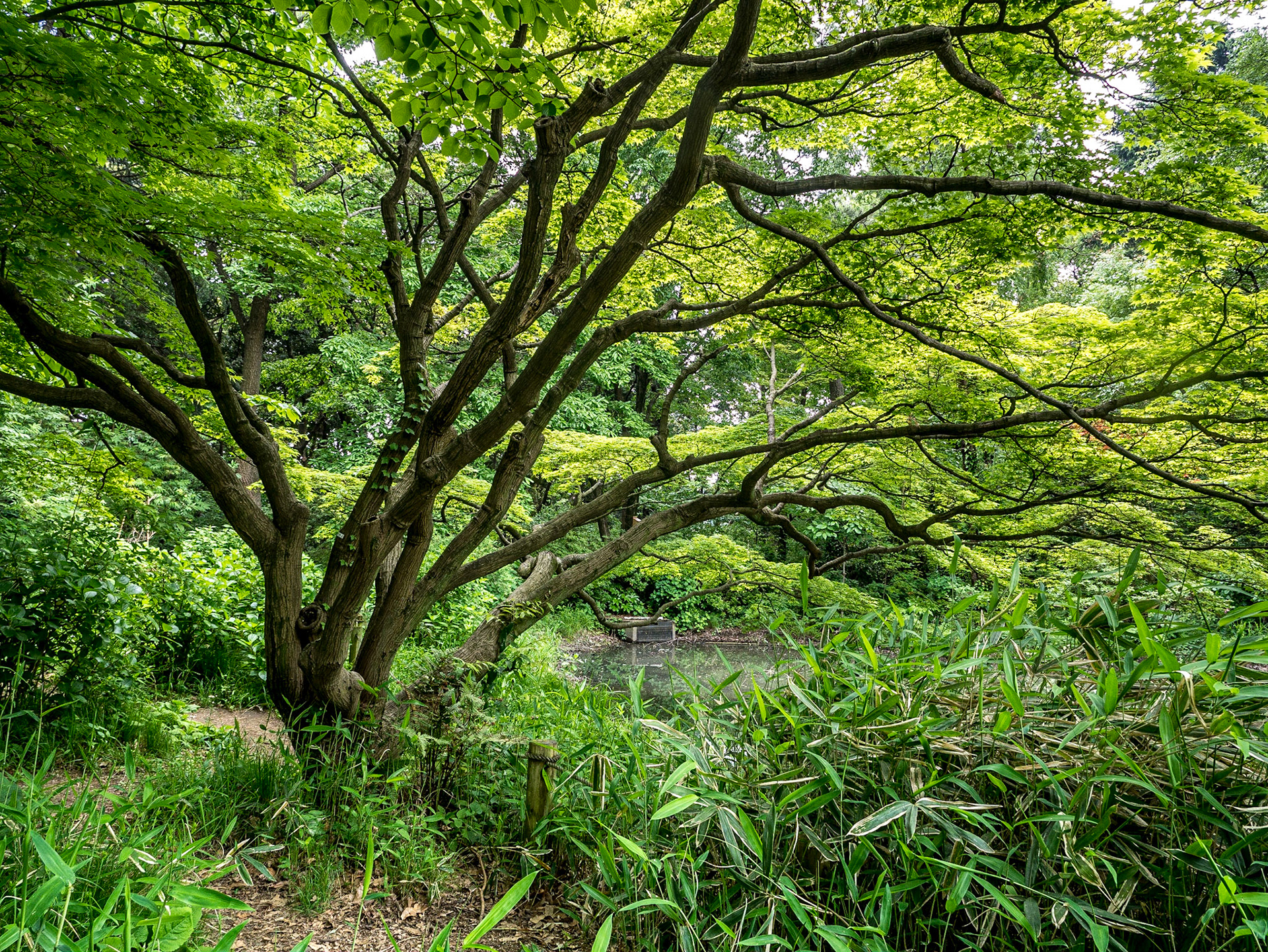 Shinjuku Gyoen National Garden, Tokyo, 3 May 2016