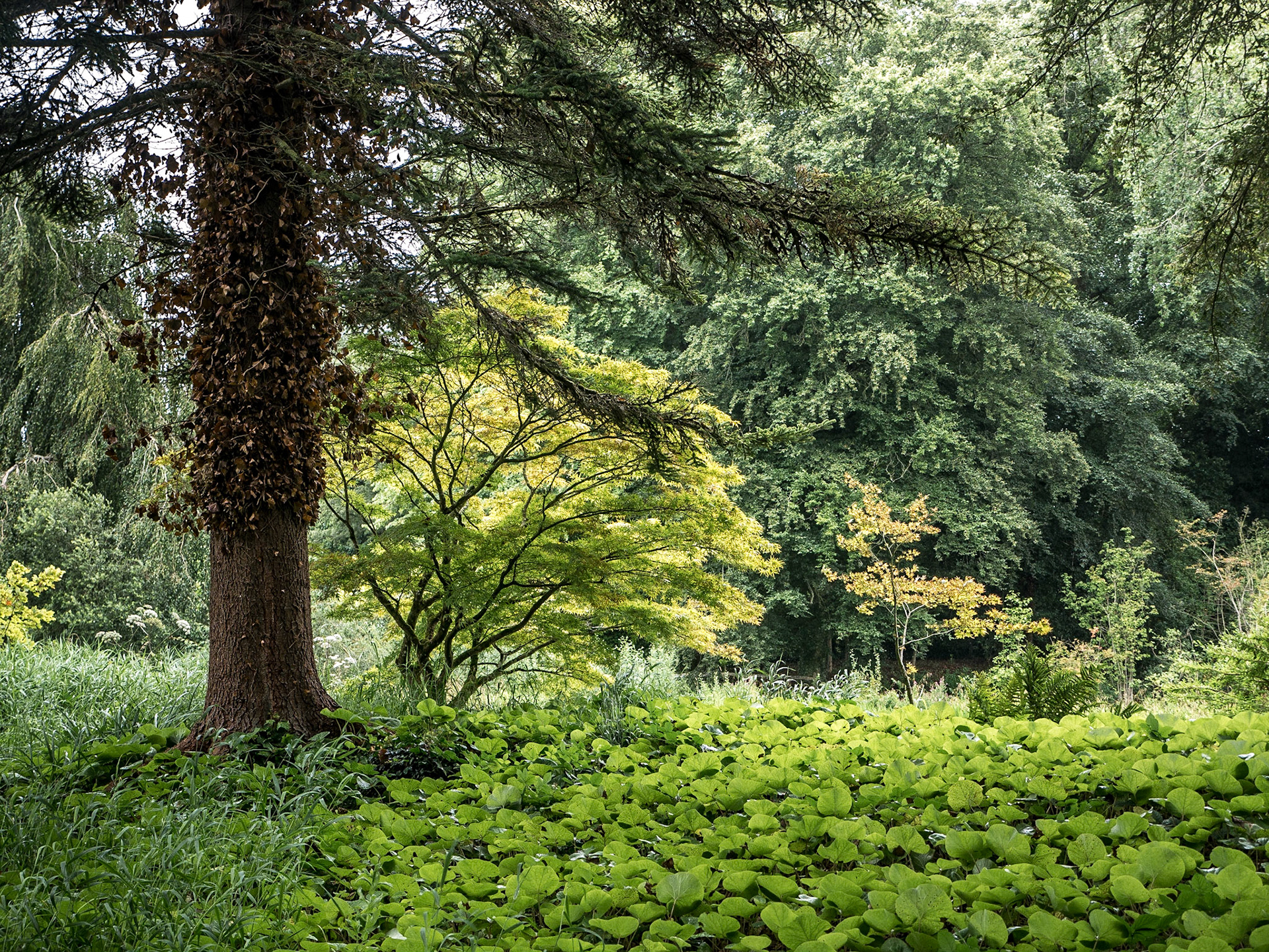 Birr Castle Demesne, Co Offaly, 3 Aug 2016