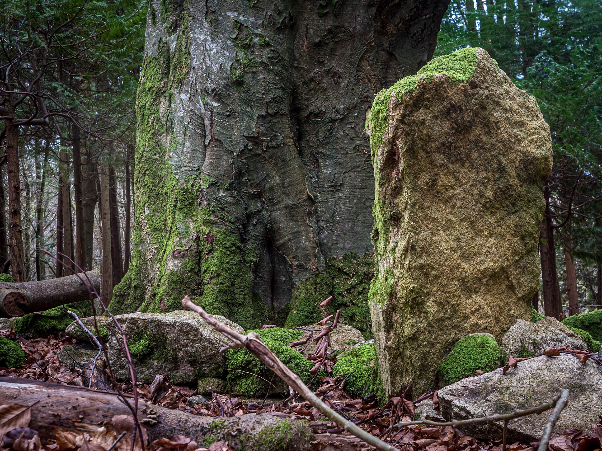 Massy's Estate, Co Dublin, 20 Feb 2024