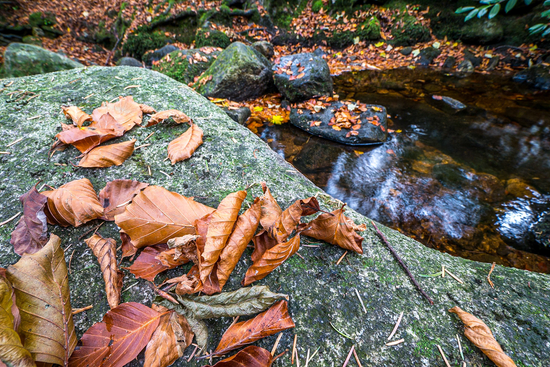 Massy's Estate, Co Dublin, 5 Nov 2017