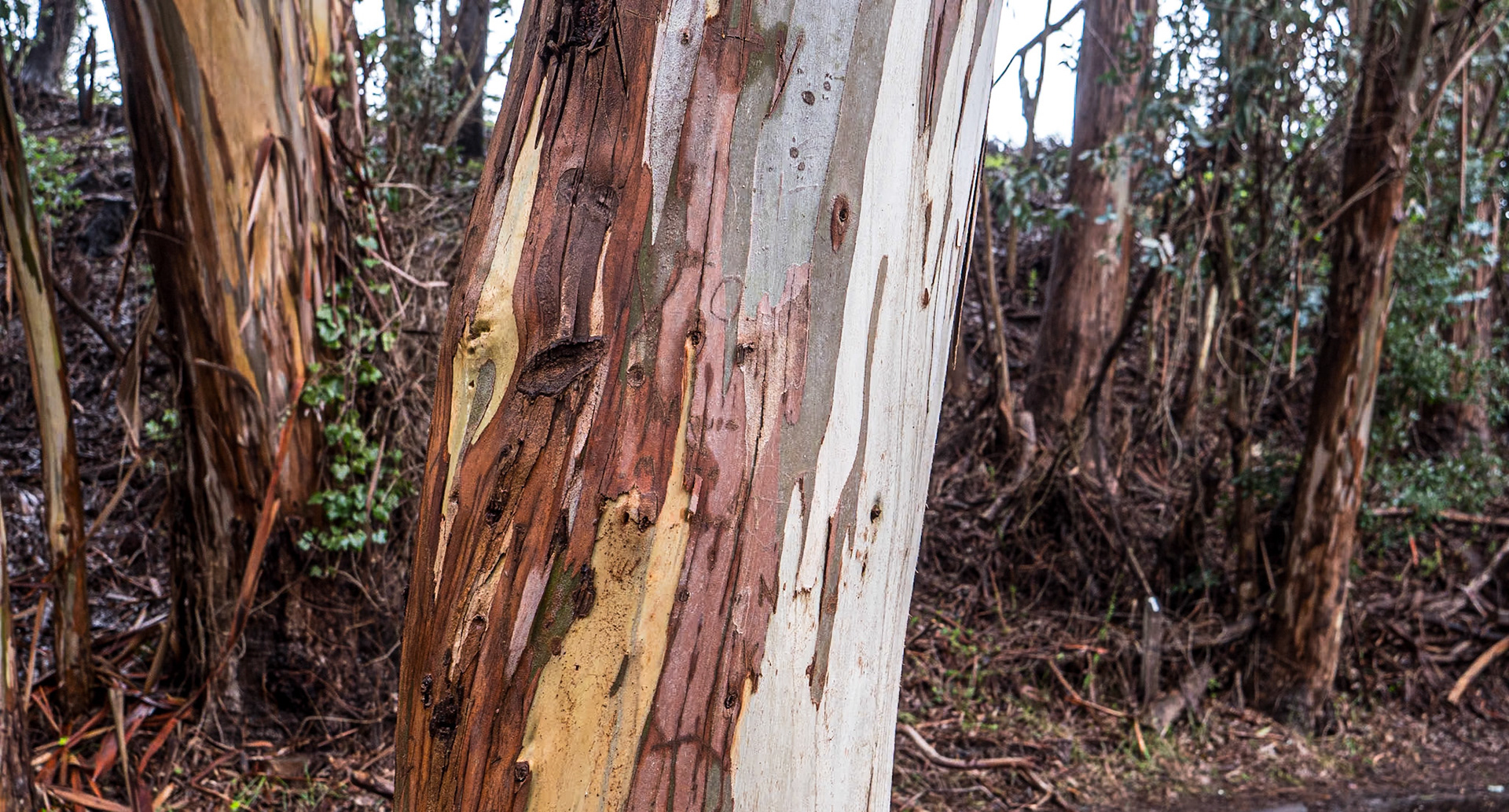 By Natural Bridges State Beach, California, 21 Jan 2024