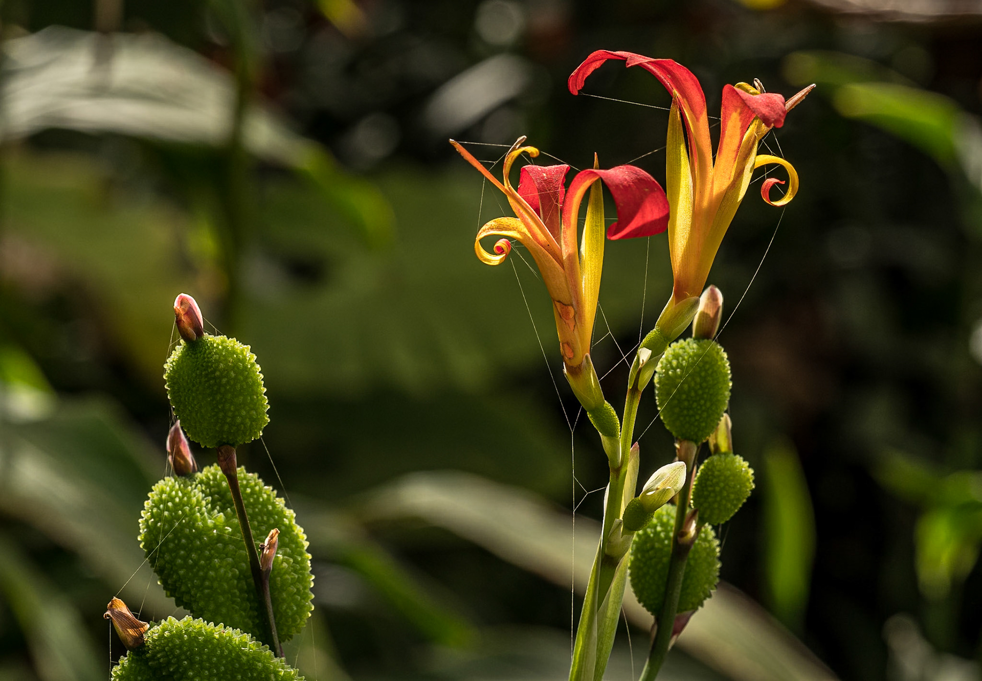 Hijuela del Botánico, La Orotava, Tenerife, 30 Jan 2022