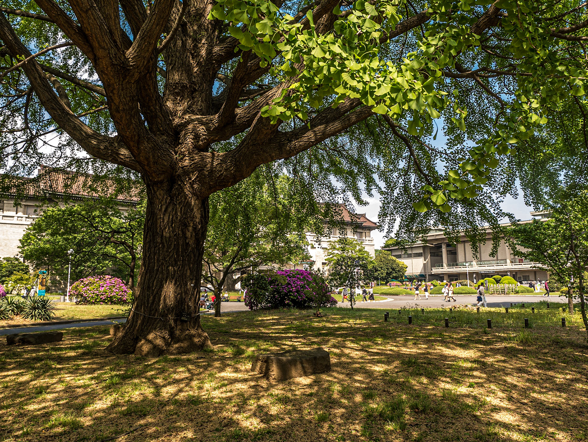 Ginkgo, grounds of Tokyo National Museum, 30 Apr 2016