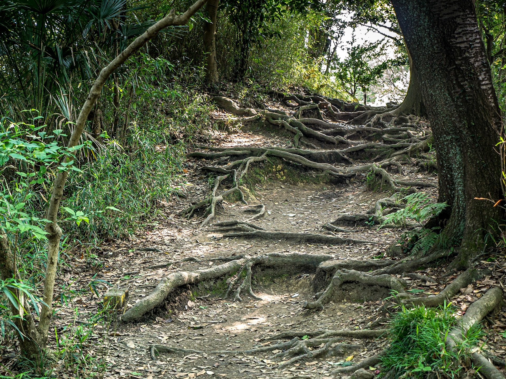 Daibutsu hiking trail, Kamakura, Japan, 1 May 2016