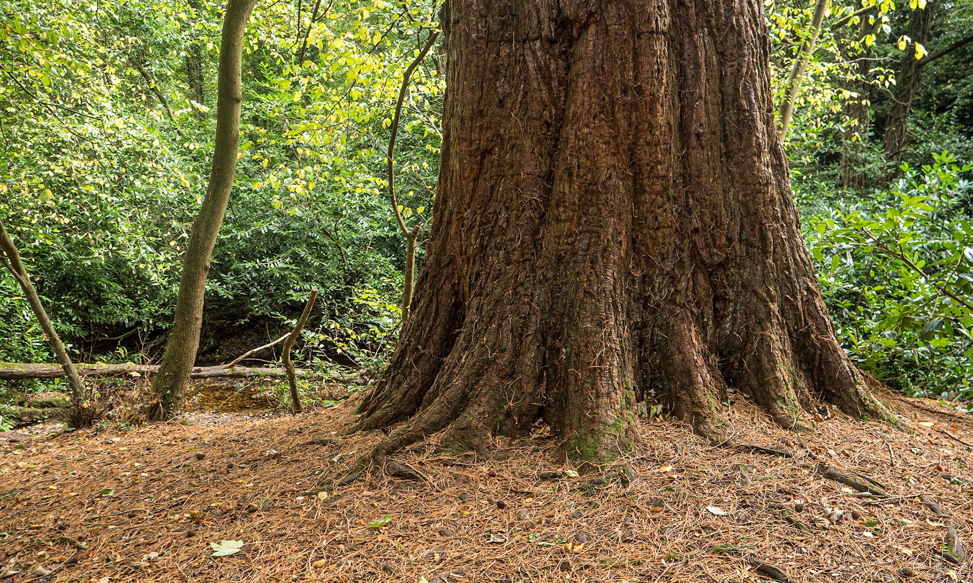 Massy's Estate, Co Dublin, 23 Oct 2024