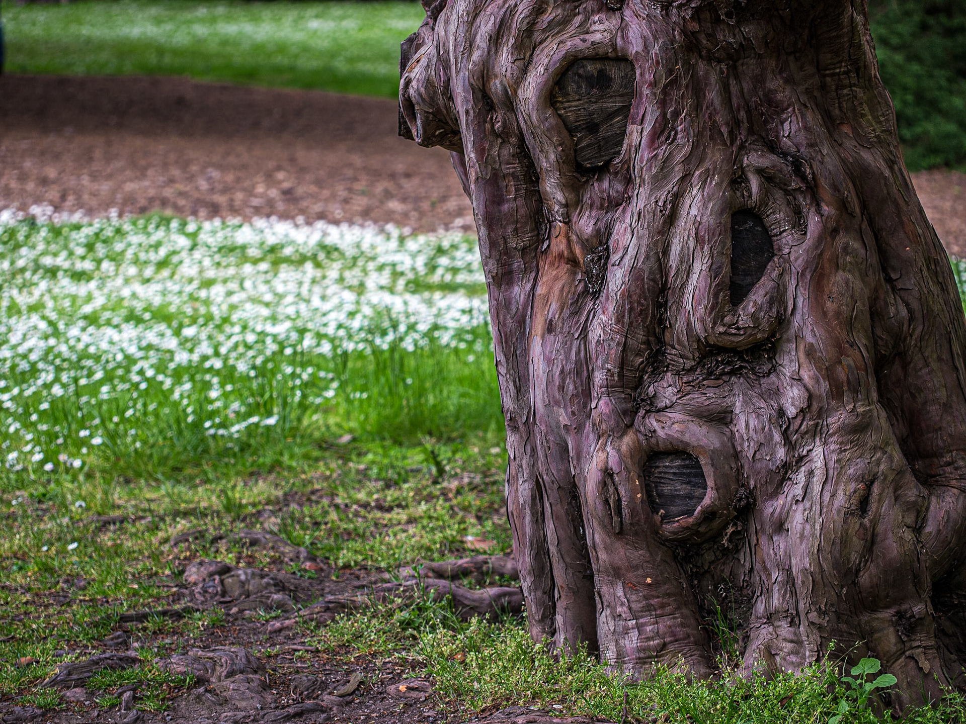 Botanic Gardens, Dublin, 18 May 2014