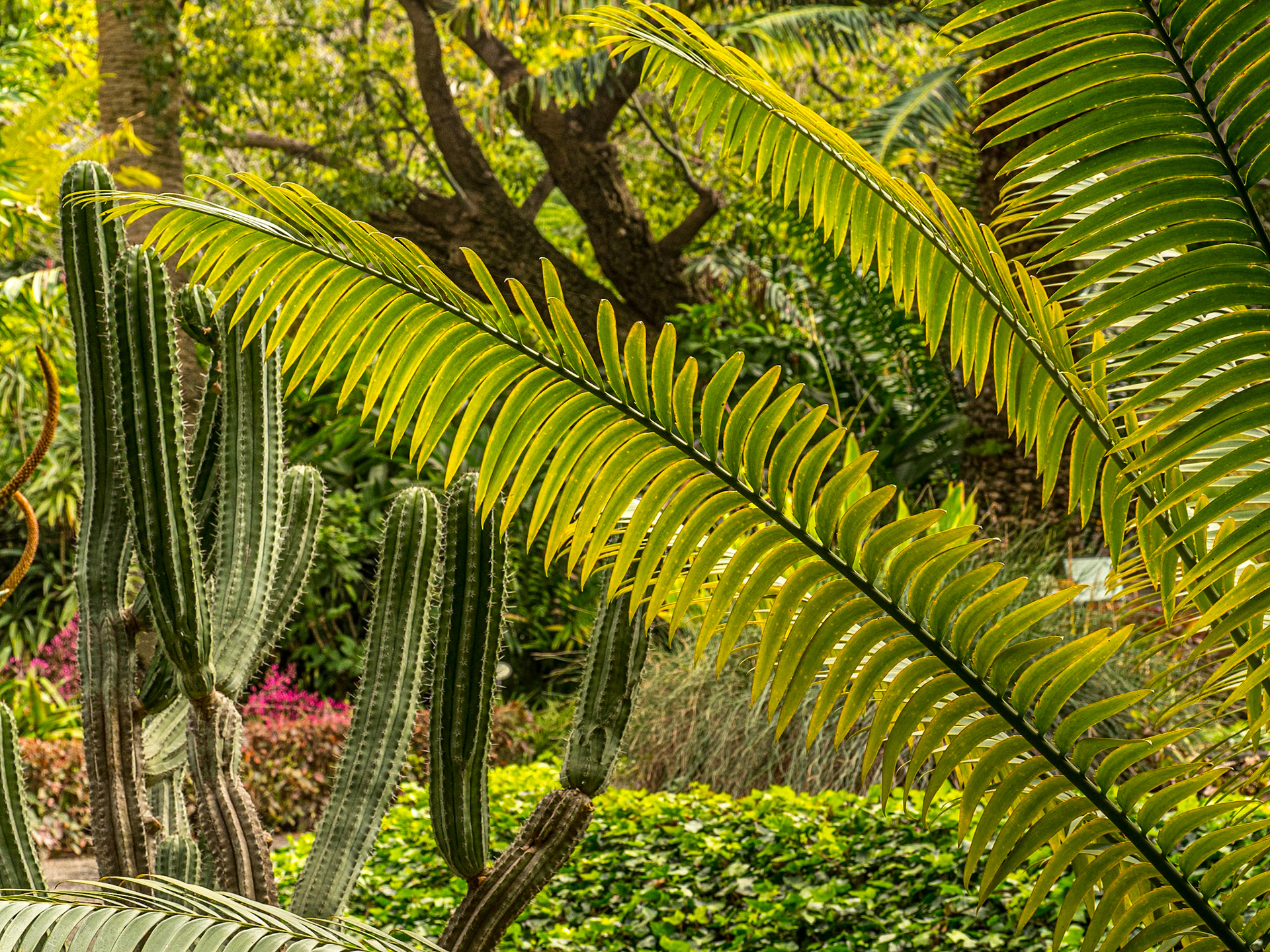 Botanic Gardens, Puerto de la Cruz, Tenerife, 29 Jan 2022