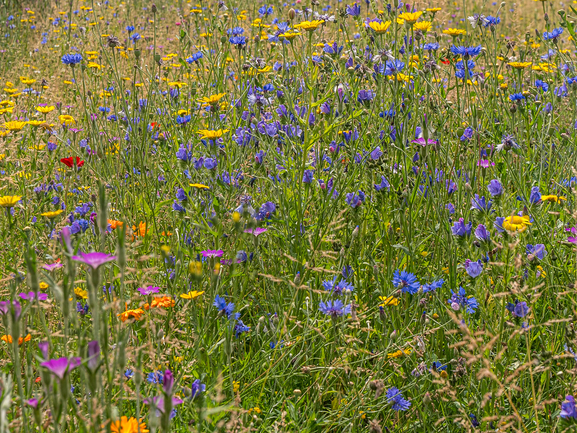 Mount Congreve Gardens, Co Waterford, 5 Jul 2025