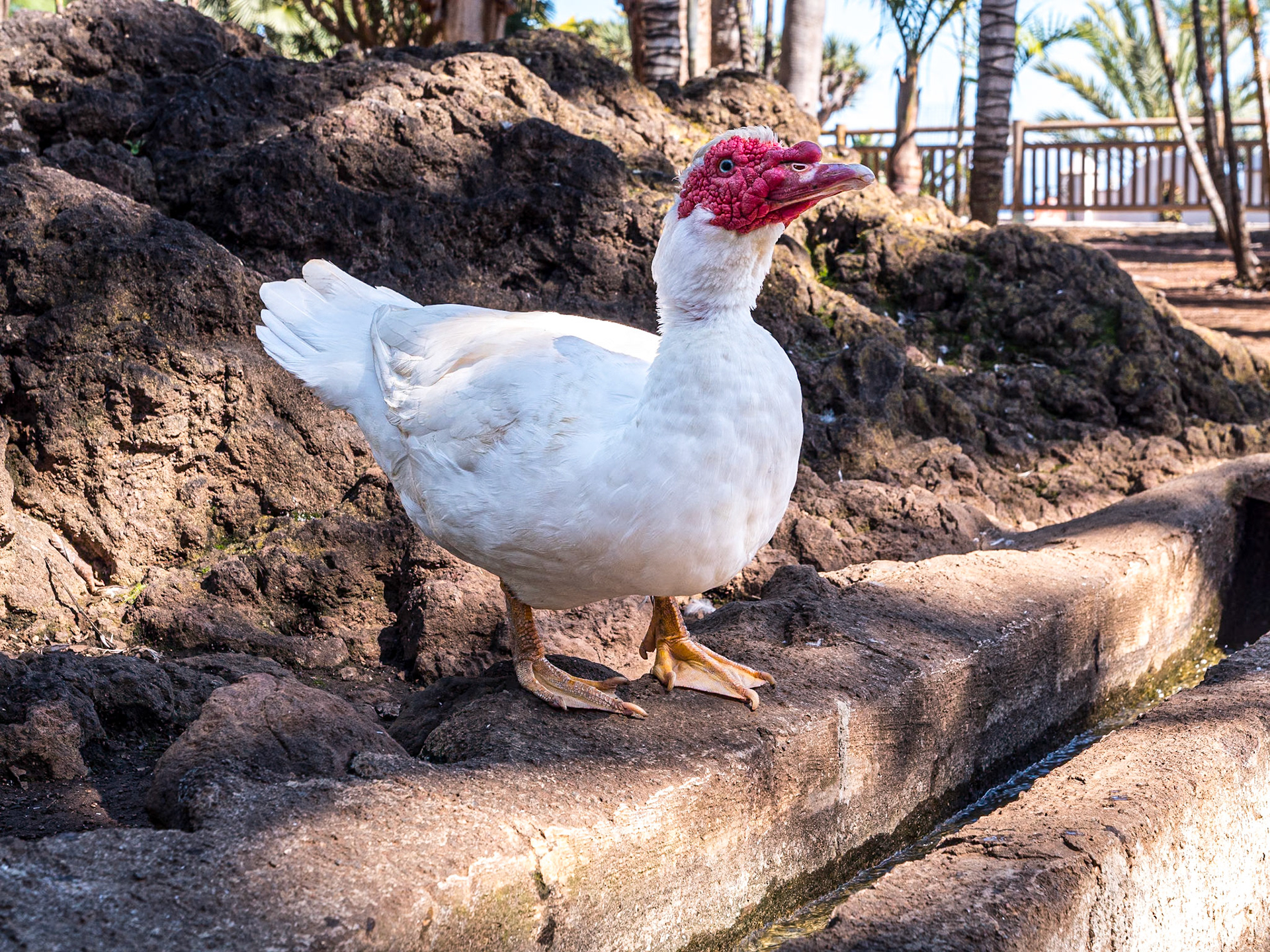 Grounds of Mesón El Monasterio, Tenerife, 25 Feb 2023