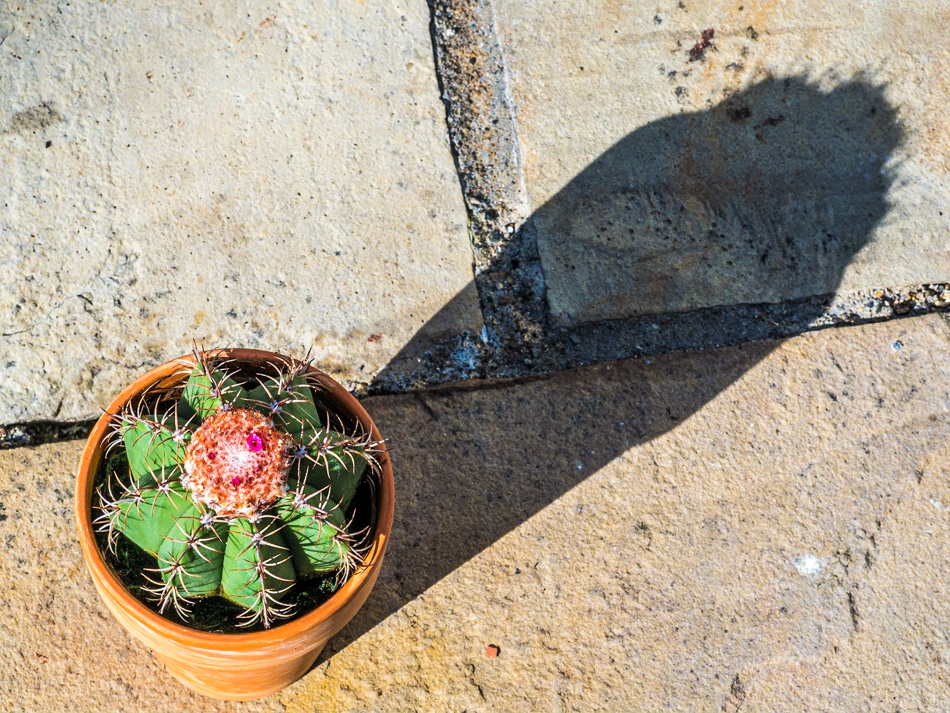 Cactus, back garden, 16 Jul 2014