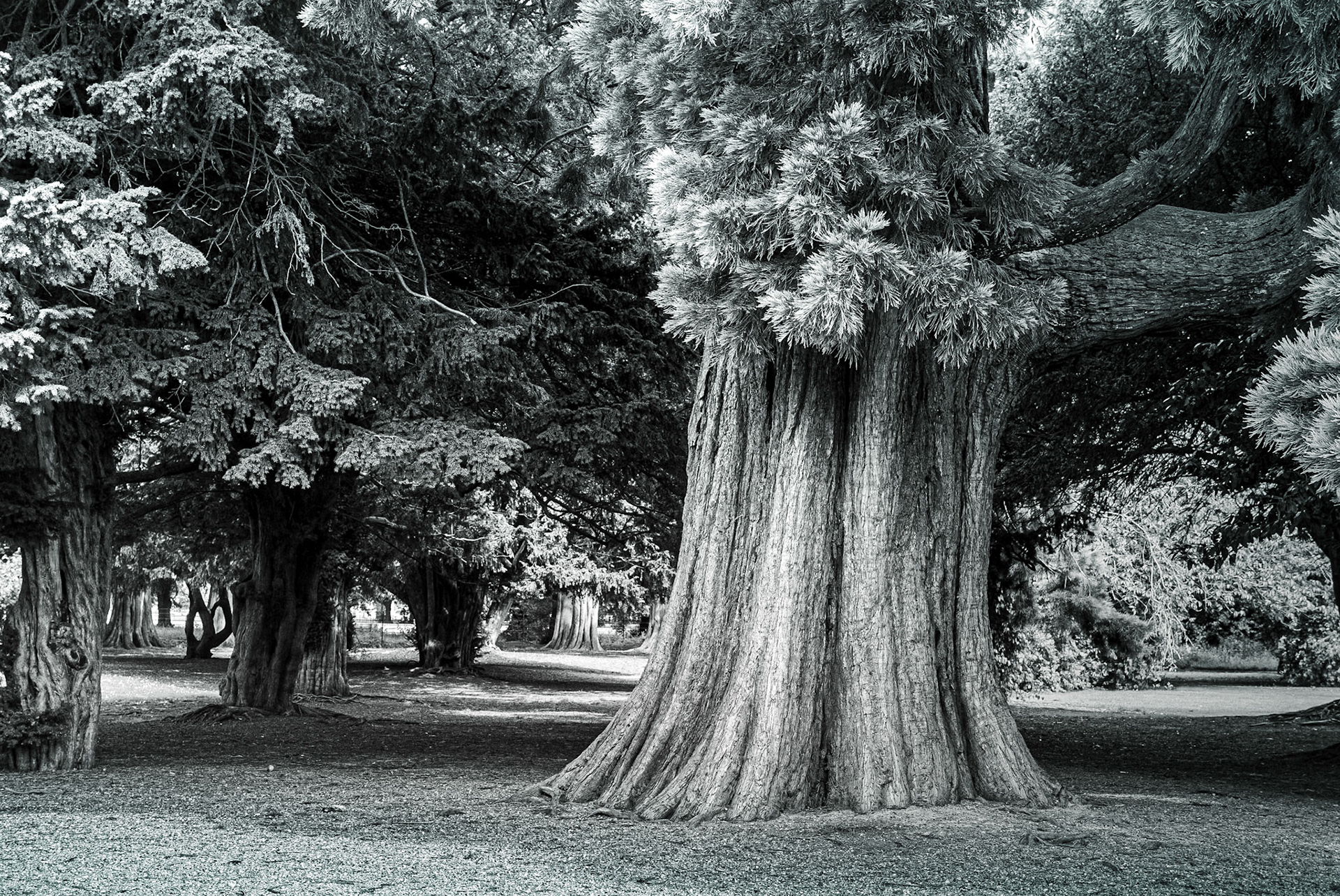 Tree beside Ashtown Castle, Phoenix Park, Dublin, 18 Aug 2019