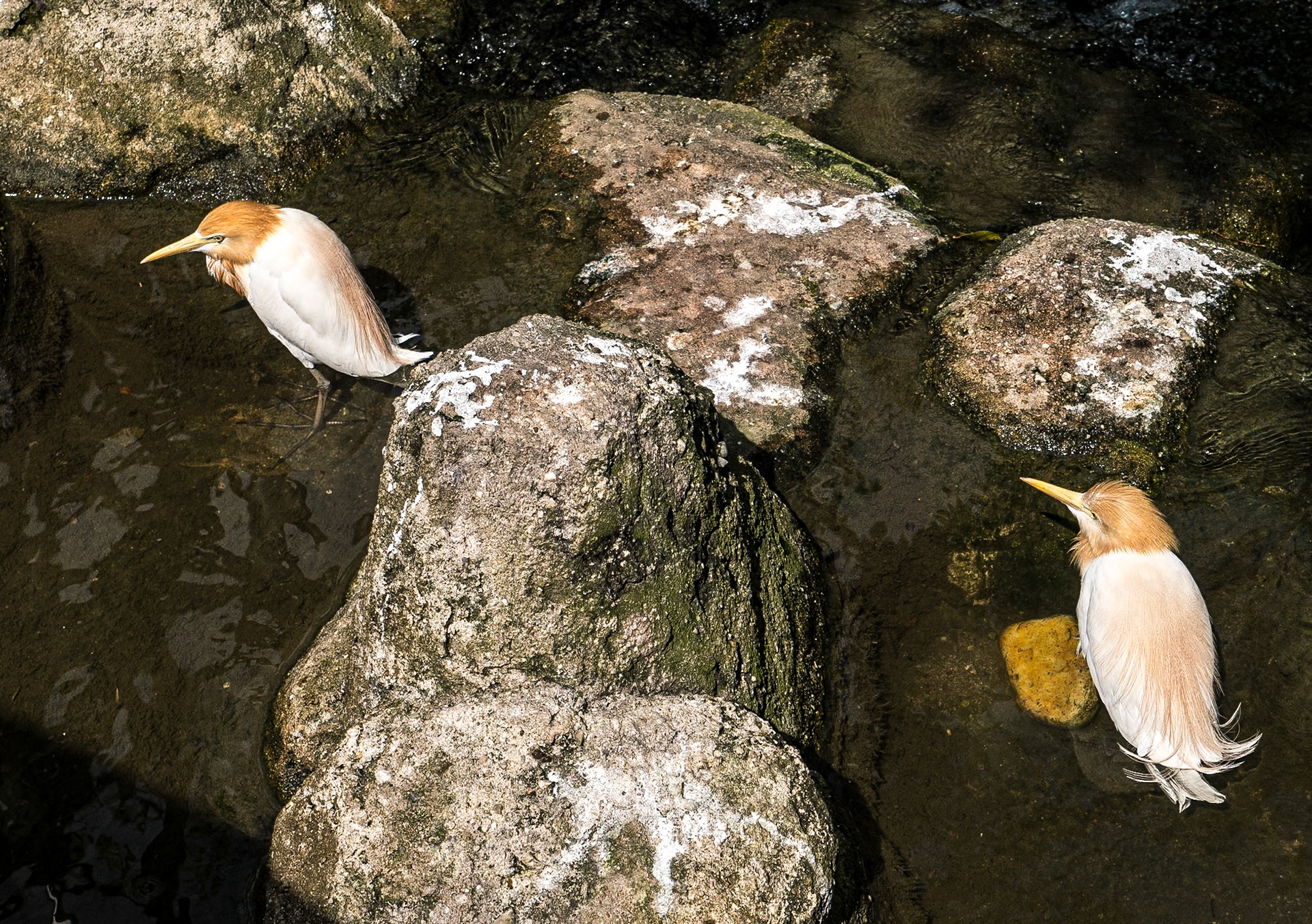 Kuala Lumpur Bird Park, 1 Jun 2017