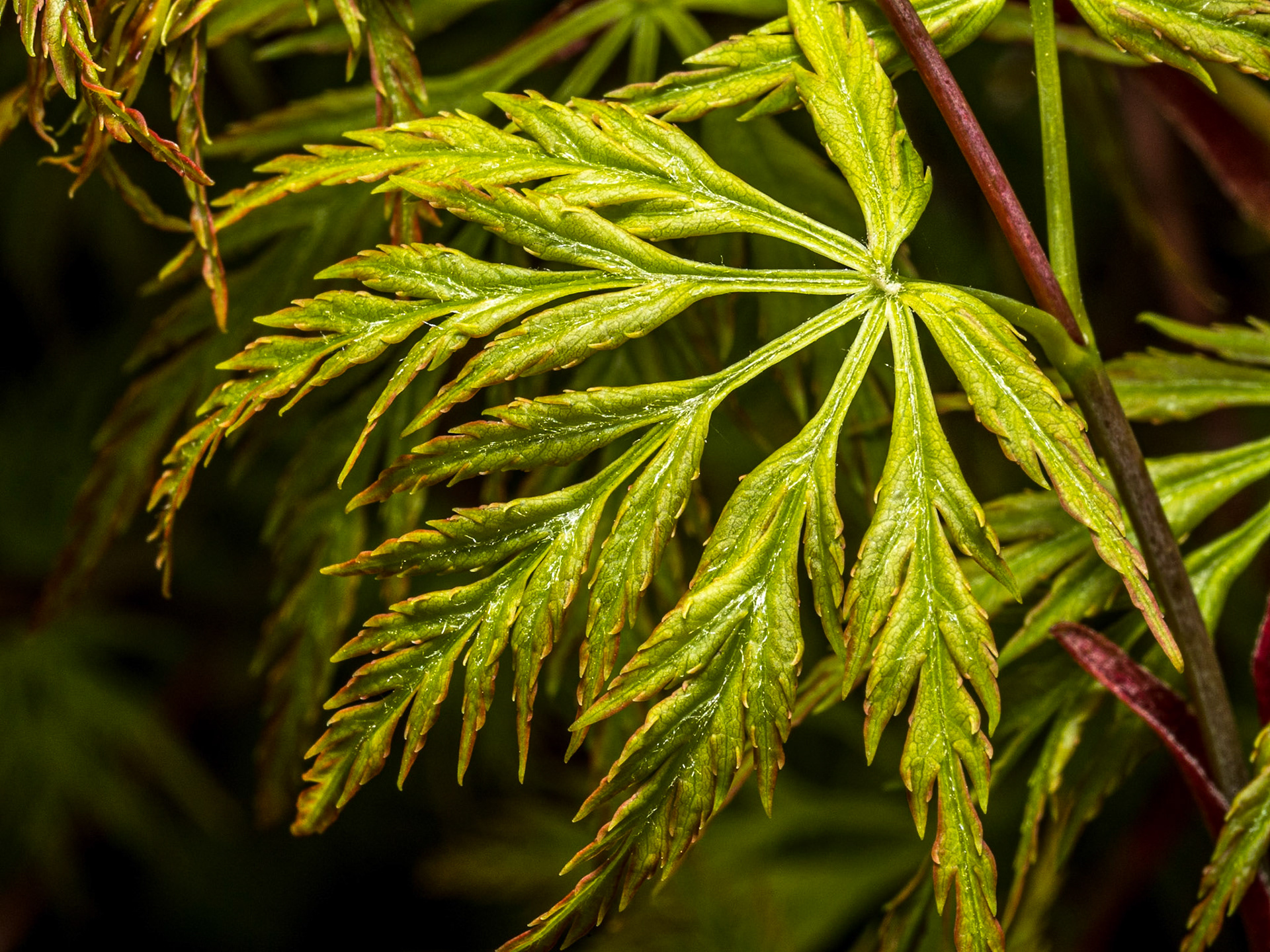 Back garden, 9 Apr 2020