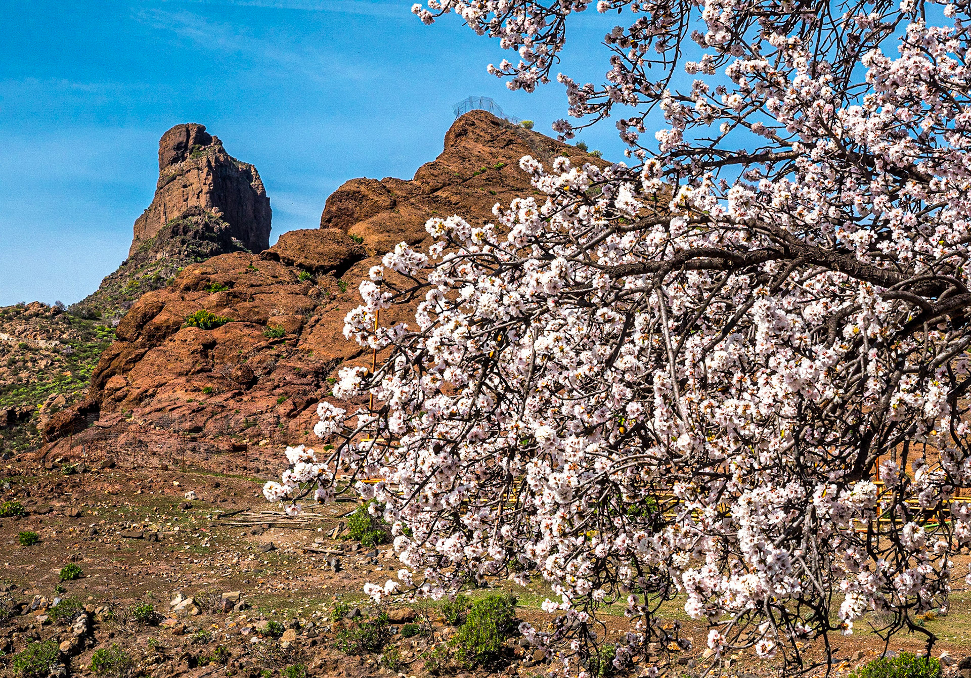 Almond blossom, by the GC060 near Tejeda, Gran Canaria, 27 Jan 2020
