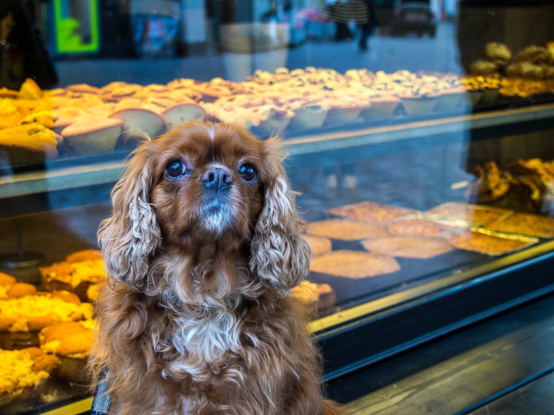 Dog tied outside cake shop, Copenhagen 1 Mar 2014
