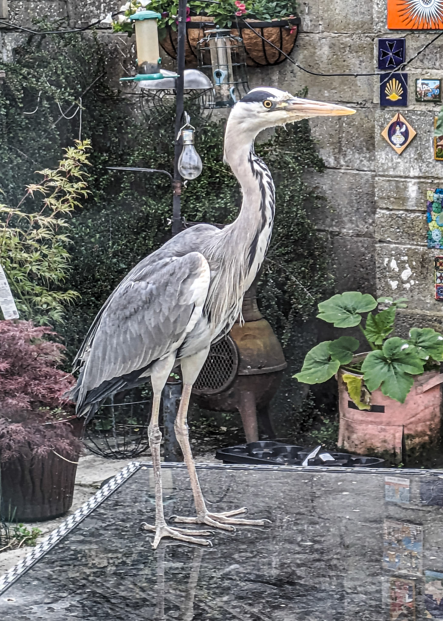 Heron in our back garden, 18 Jun 2024