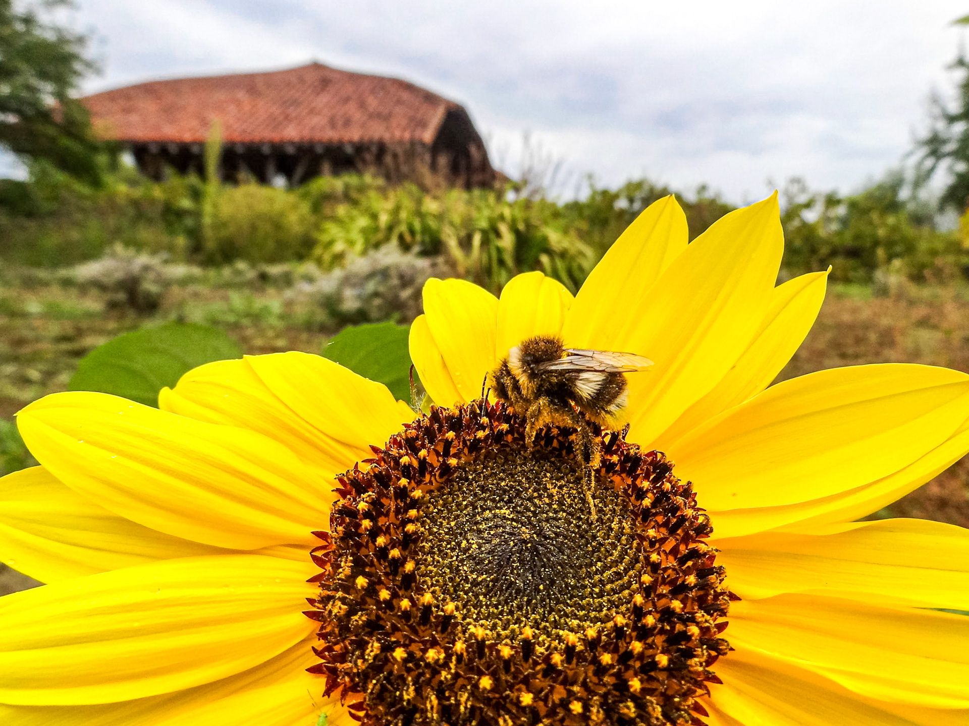 In the garden of Ferme de la Forêt, Courtes, 11 Sep 2013