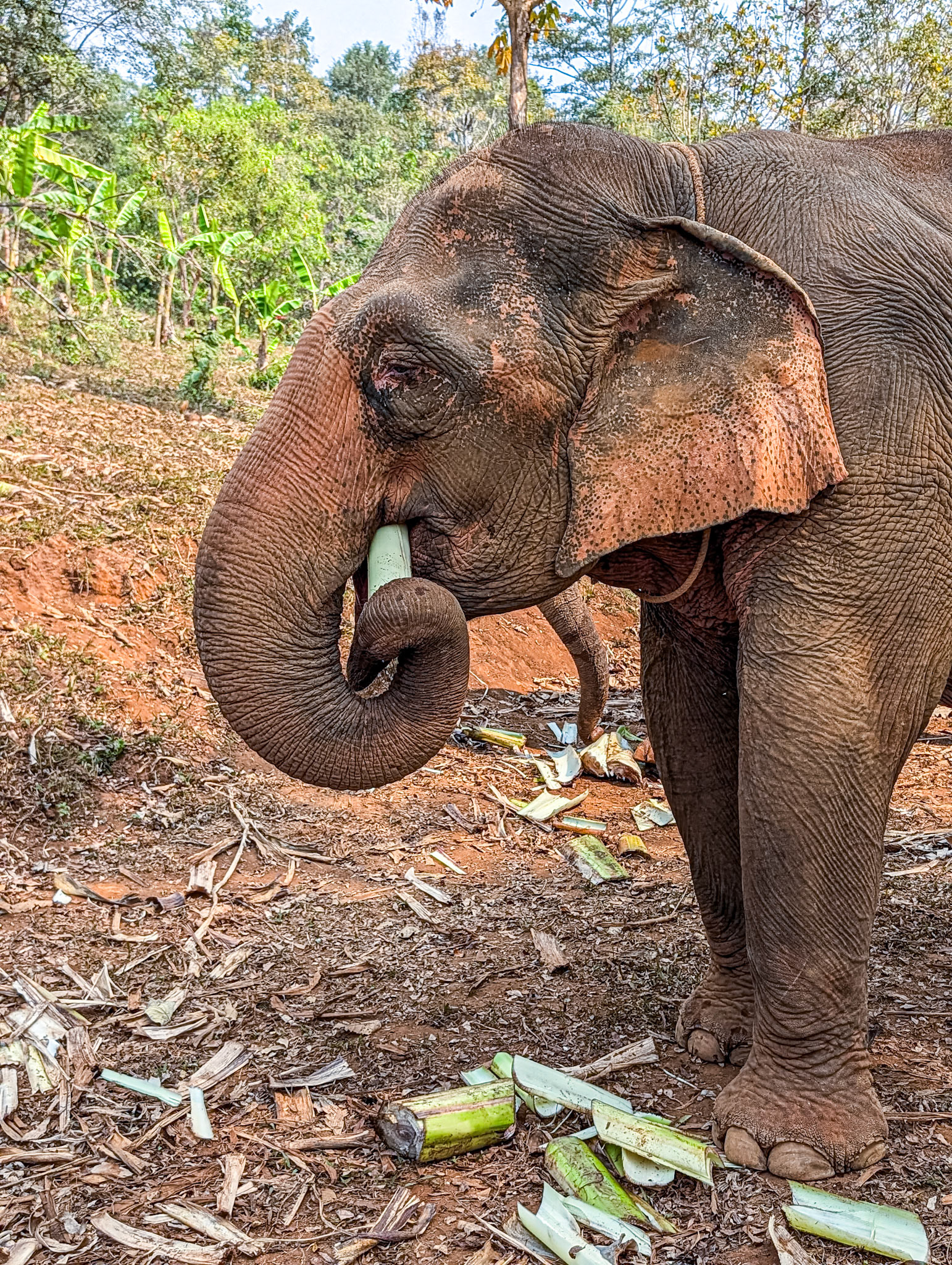 At Elephant Rescue Park, N of Chiang Mai, 19 Feb 2026
