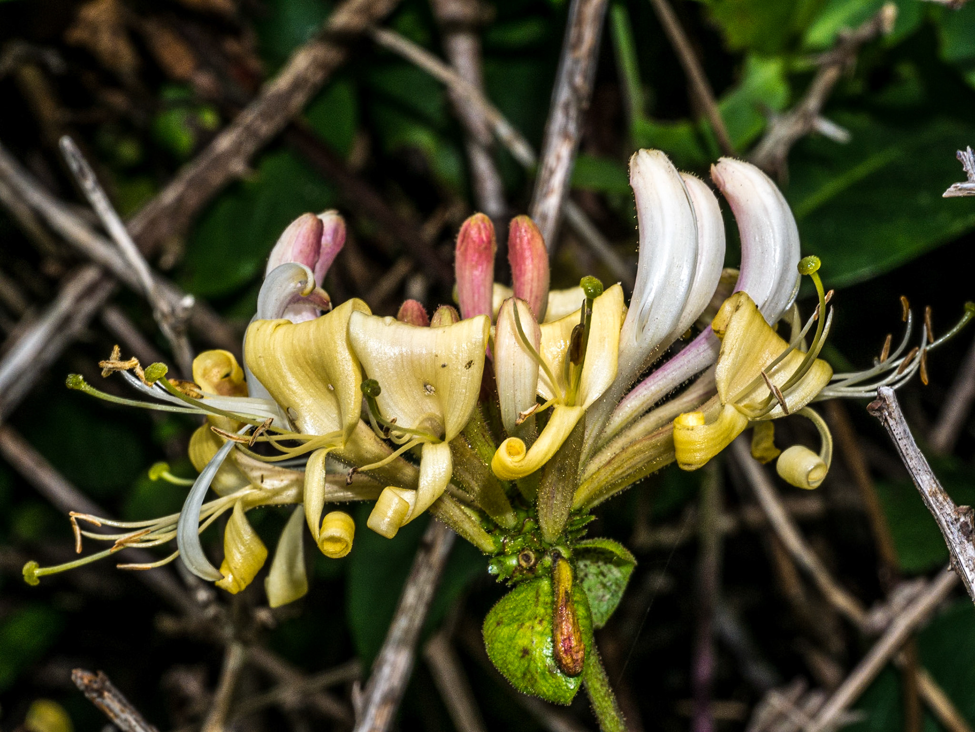 Honeysuckle, Bray head, 27 Jun 2014