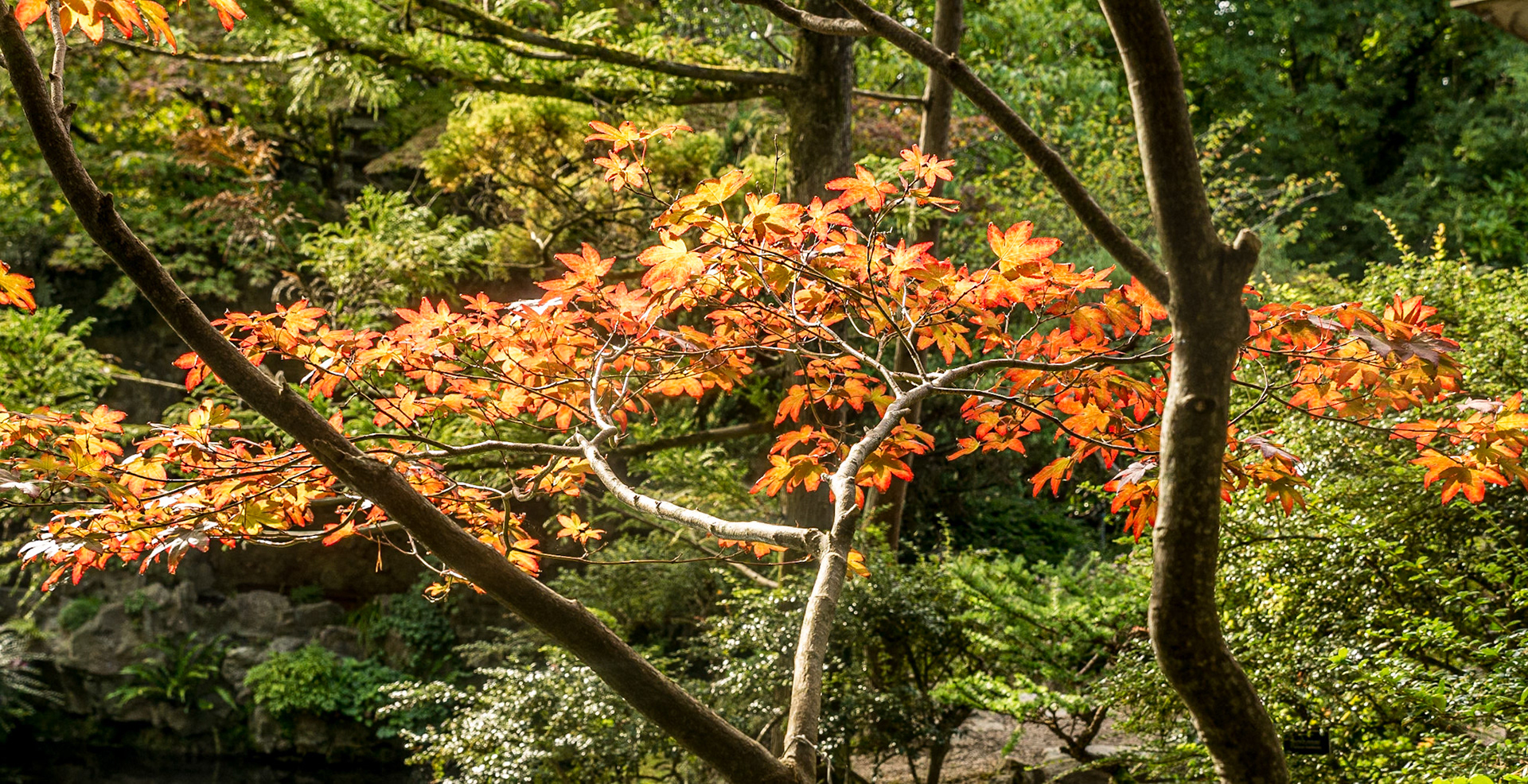 Japanese Gardens, Kildare, 20 Sep 2016