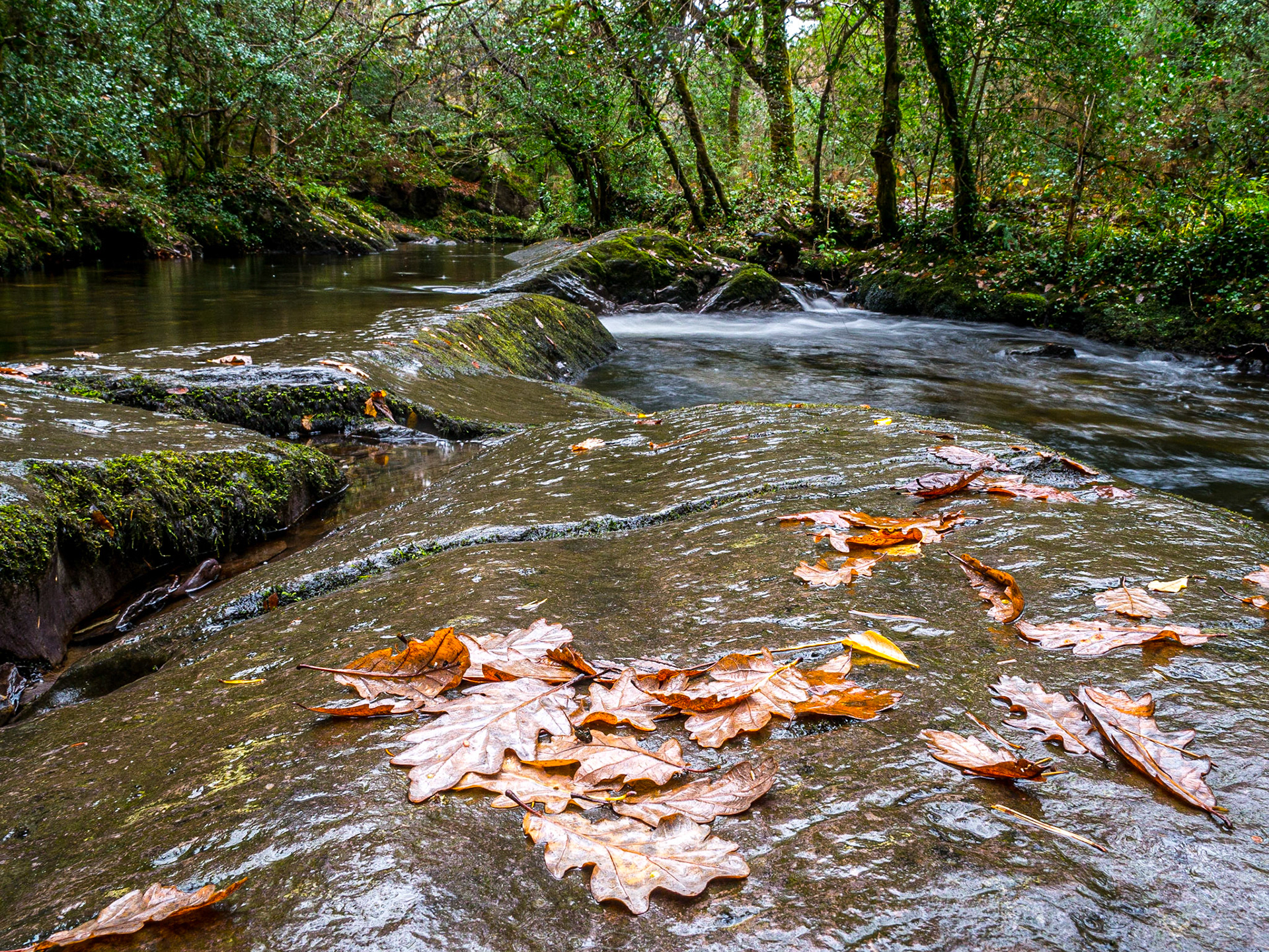 River walk/ Big Meadow walk, Glengarriff, Co Cork, 19 Nov 2016