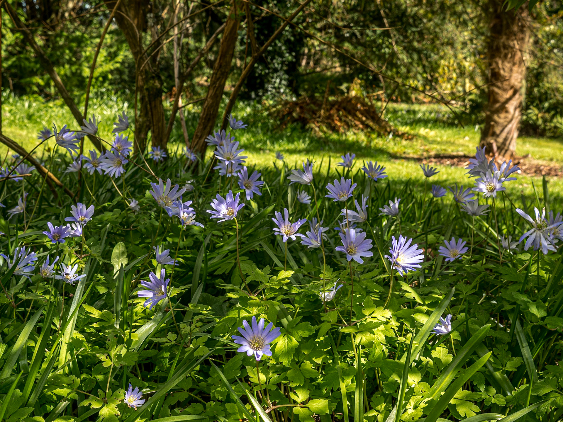 Botanic Gardens, Kilmacurragh, Co Wicklow, 7 Apr 2022