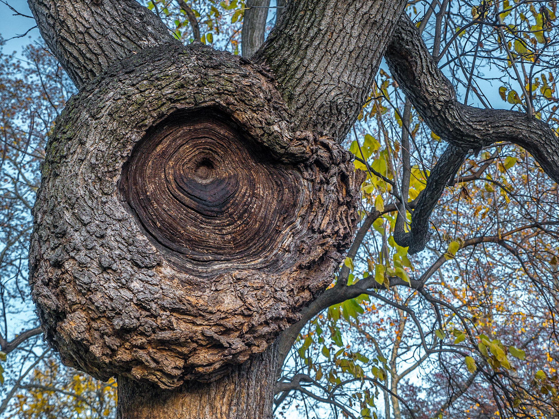Central Park, Manhattan, 21 Nov 2015