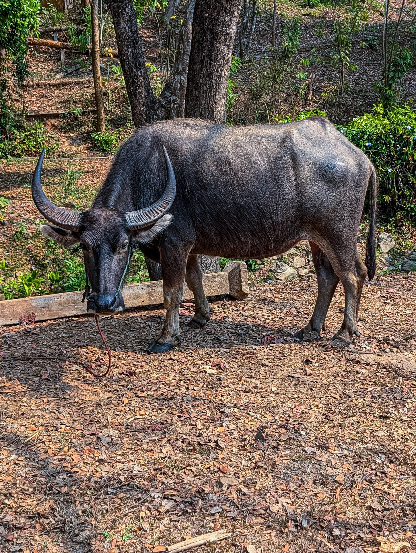 At Elephant Rescue Park, N of Chiang Mai, 19 Feb 2026
