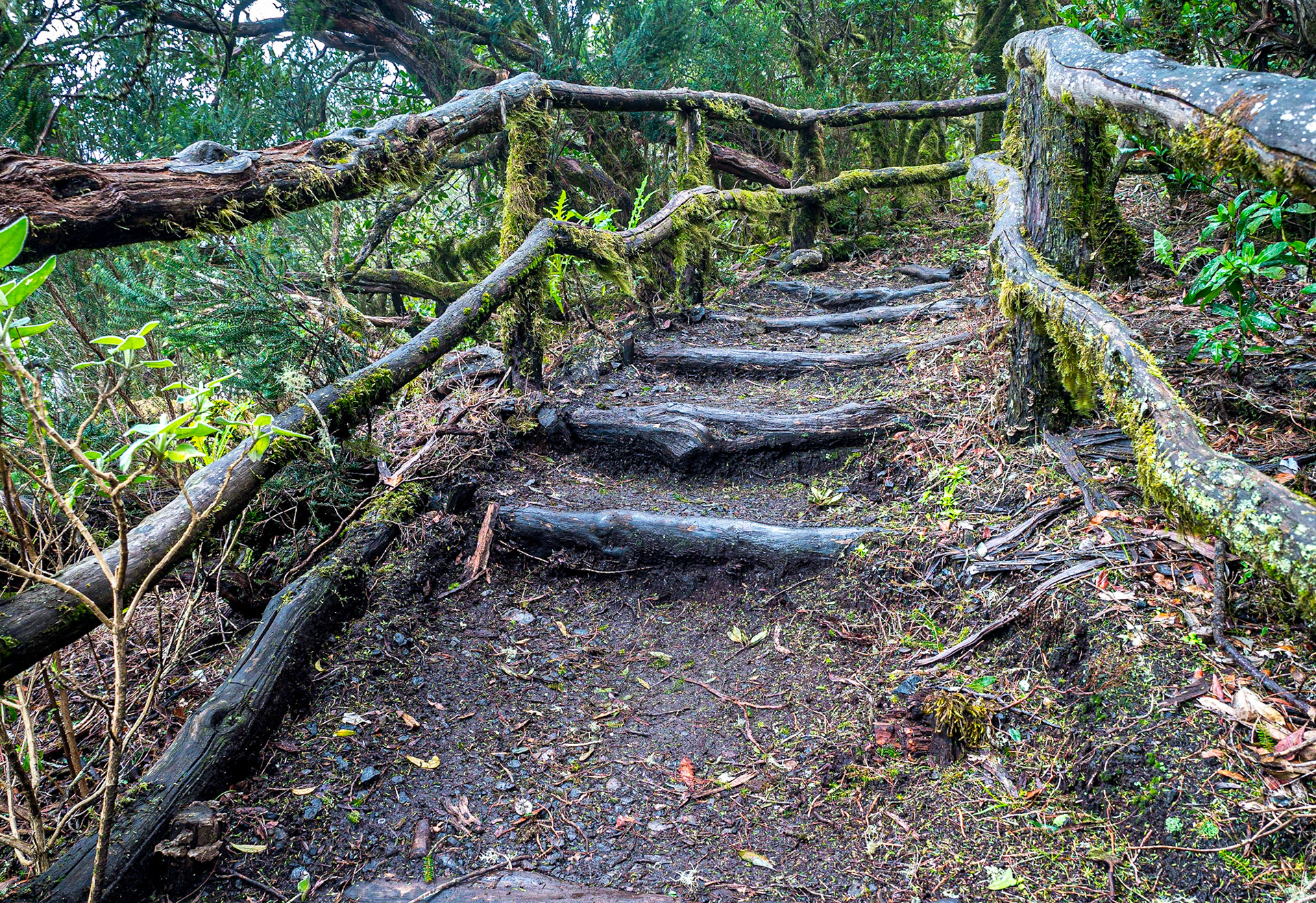 Forest near Las Hayas, La Gomera, 29 Jan 2018
