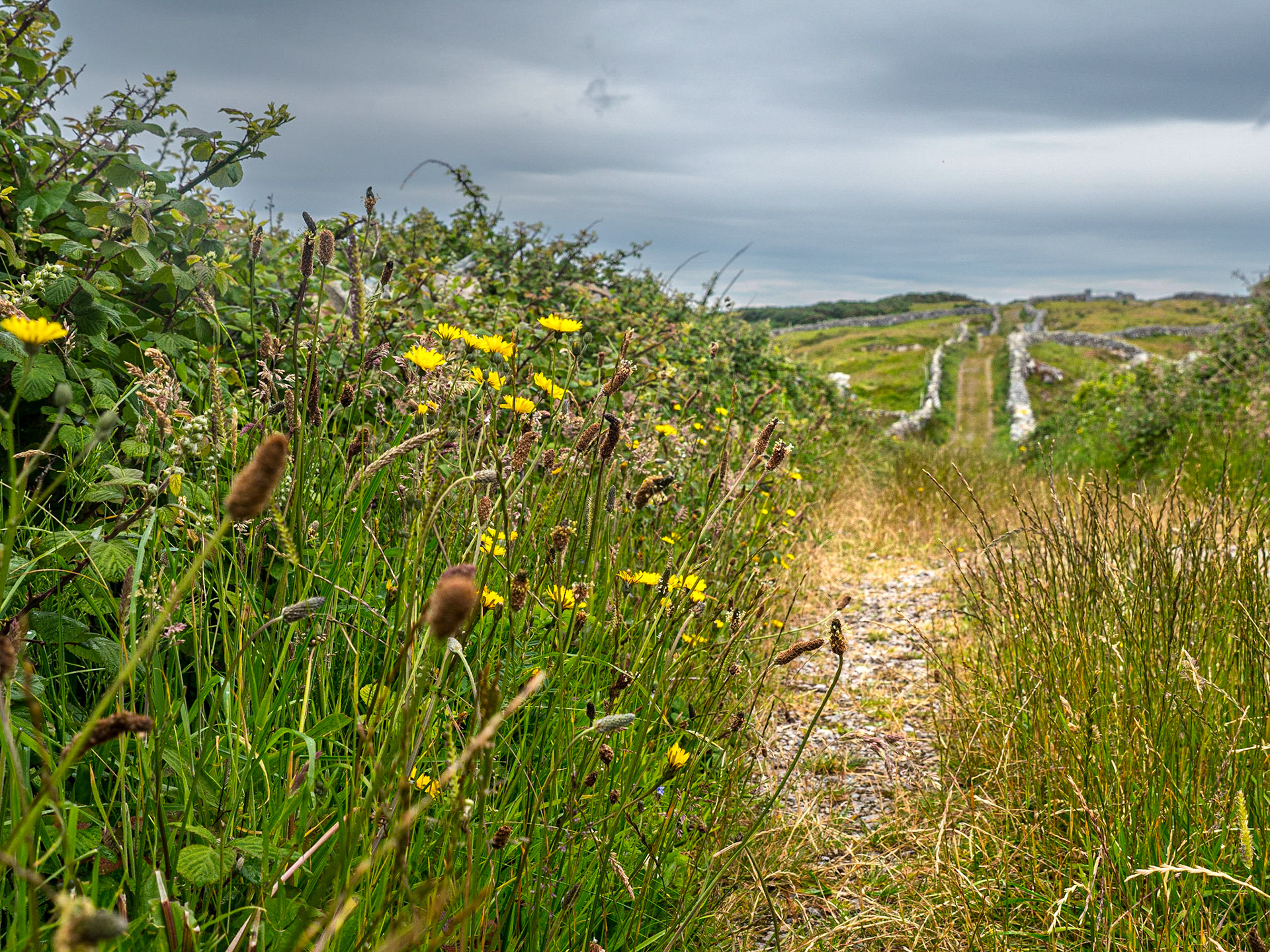 By the Airbnb house, near Carraroe, Co Galway, 15 Jun 2022
